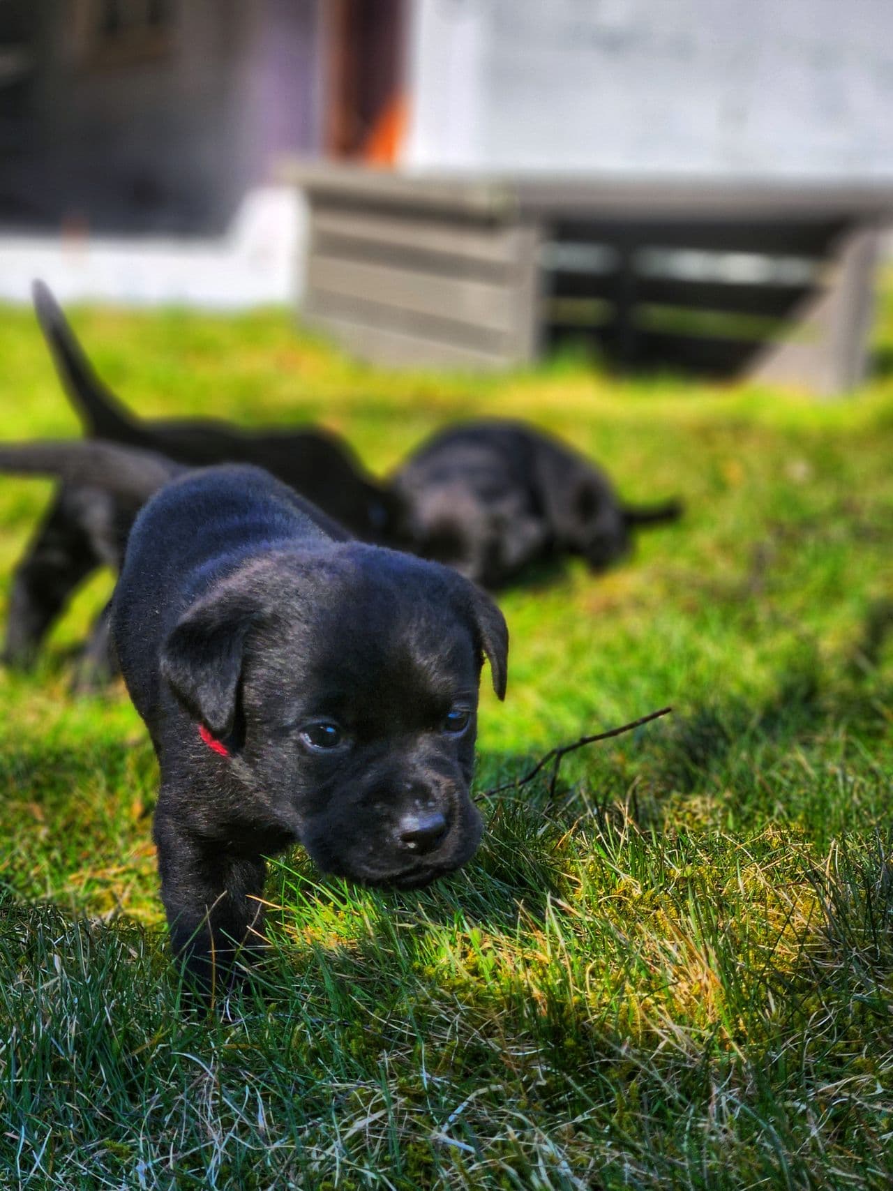NKK registrerte Labrador valper