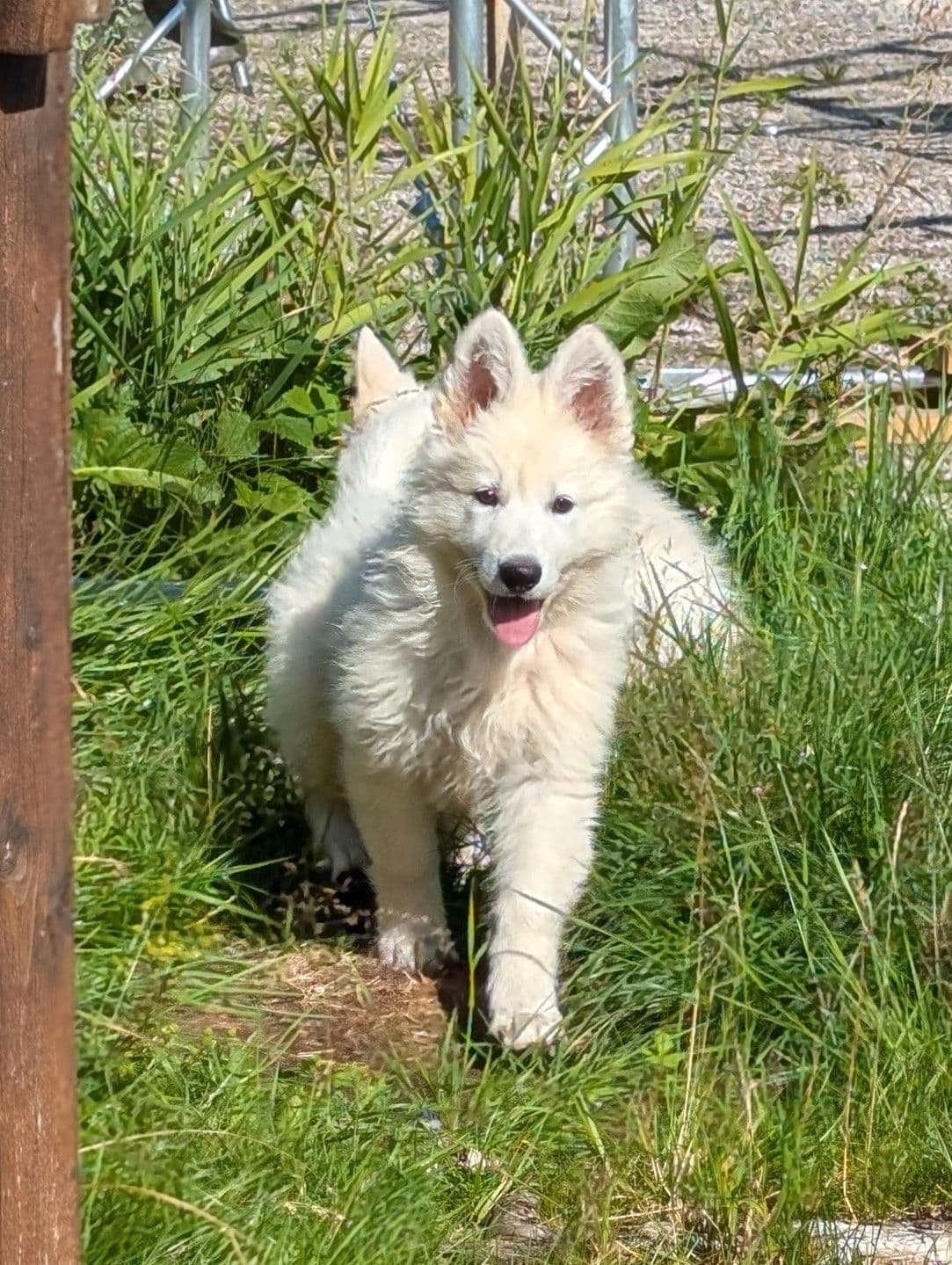 Hvit gjeterhund tispe