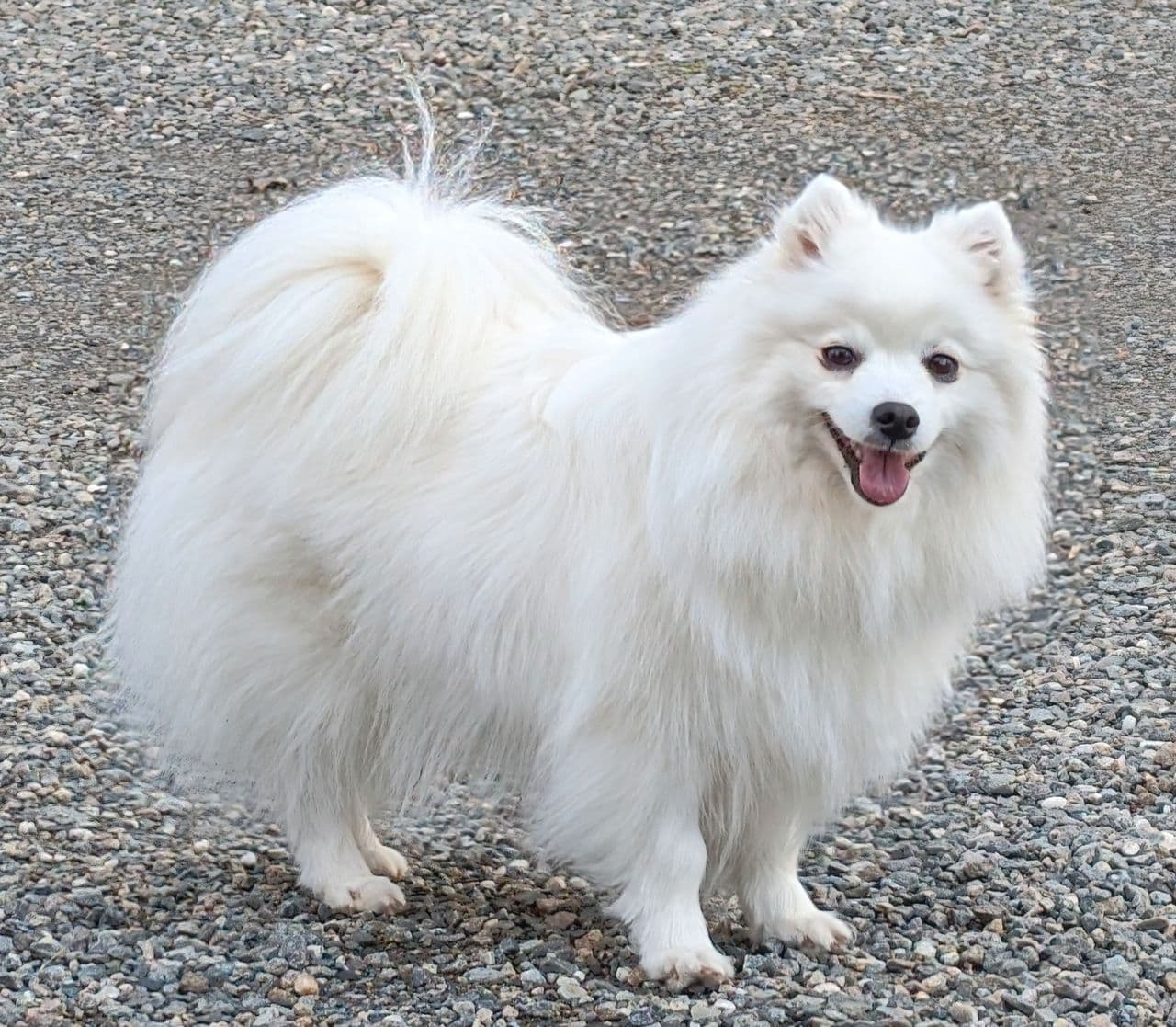 Japansk Spisshund valper