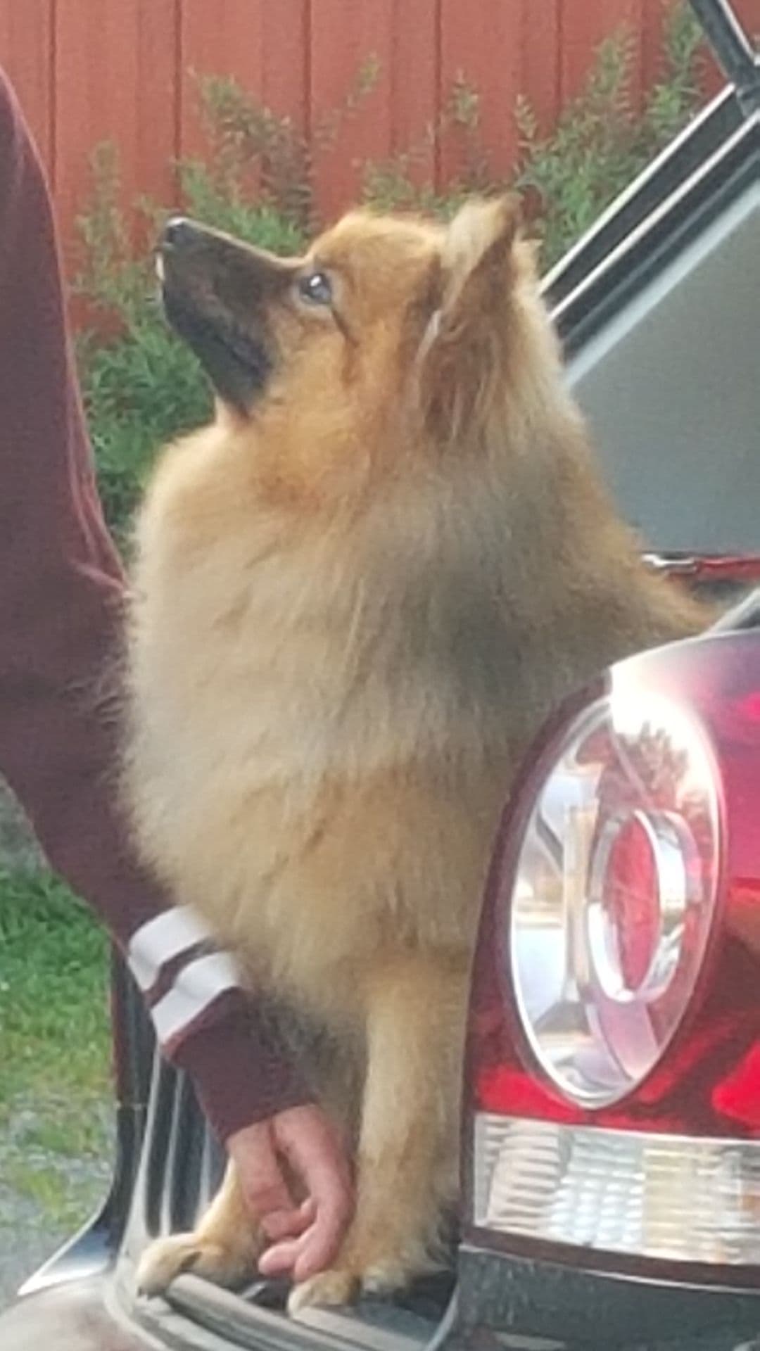Kennel Vegamo har fått Mittelspitz valper