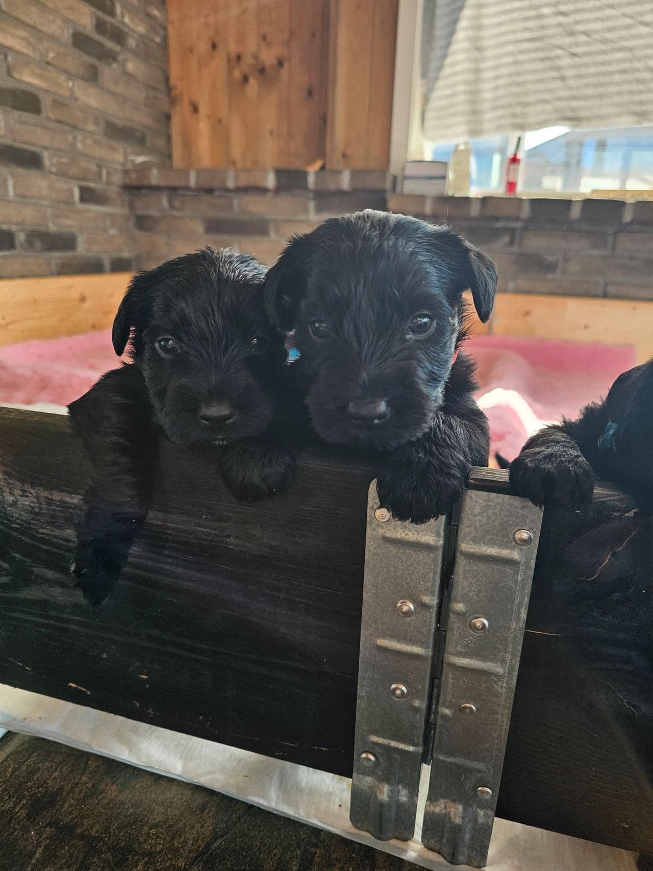 Sorte mellom Schnauzervalper