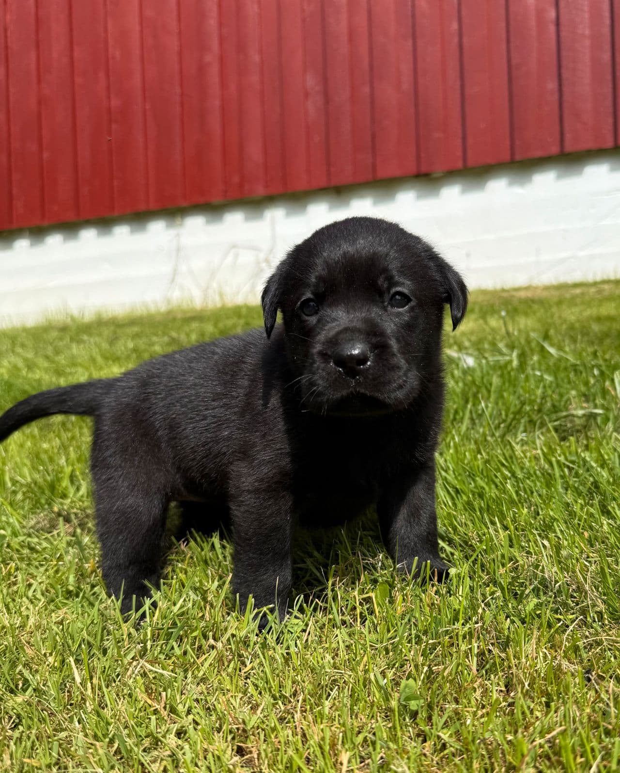 Nydelig registrerte labradorvalper selges