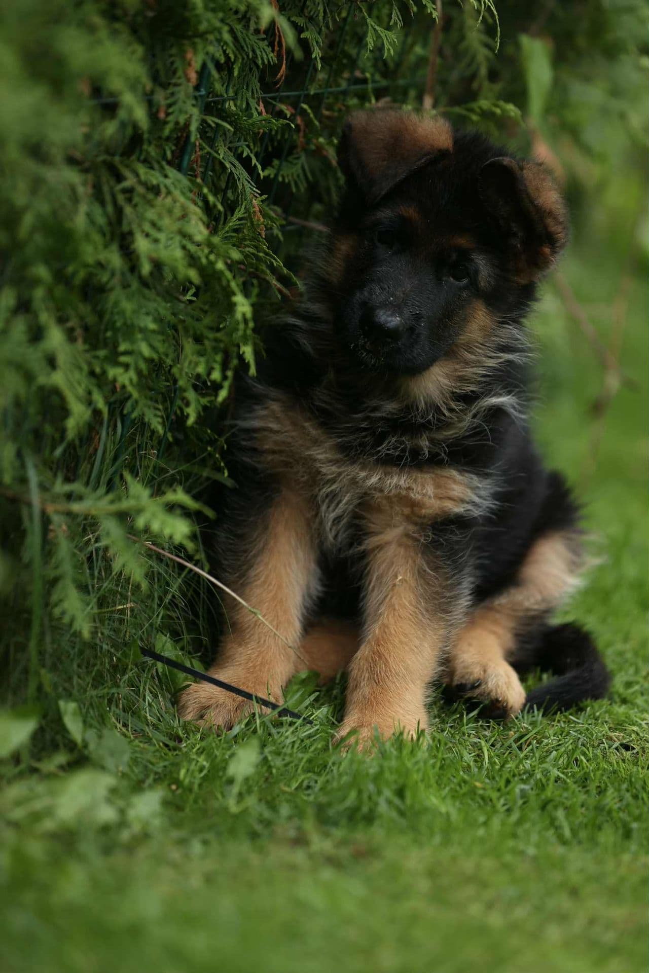 Mørke, kraftfulle schæfer valper leveringsklare 🐾