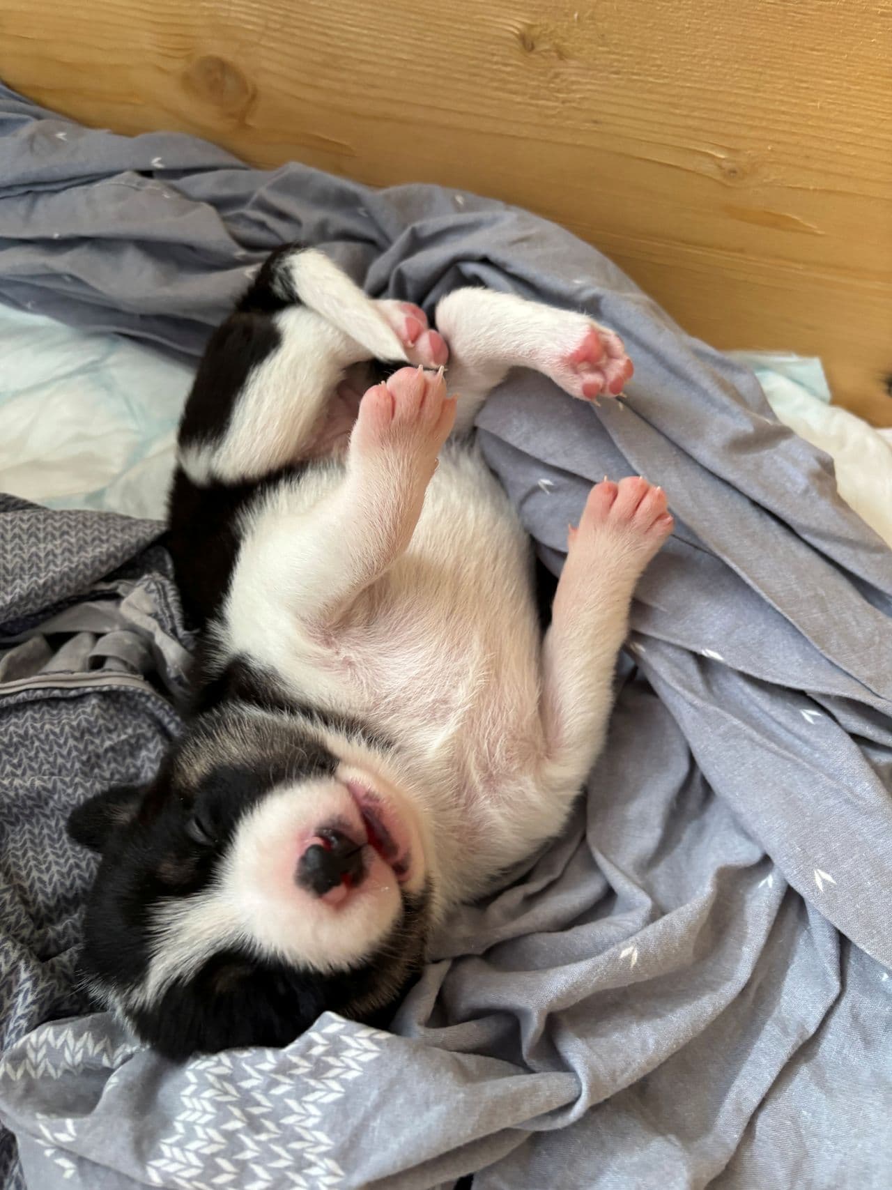Border Collie valper leveringsklare i august