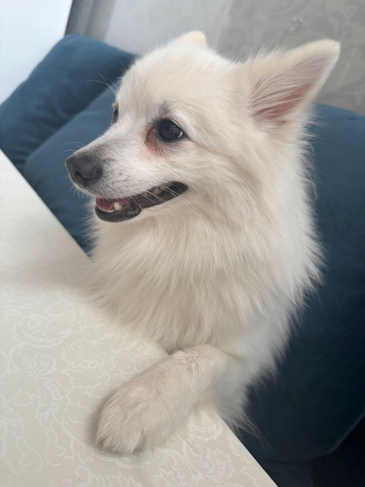 Volpino Italiano hannhund