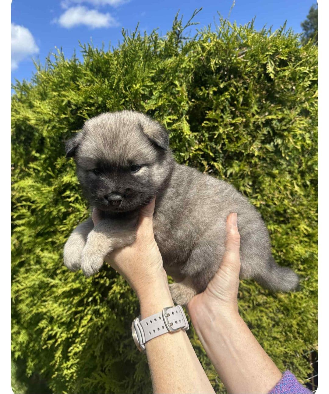 Ledig 1 hann og 2 tisper fra Eurasier.