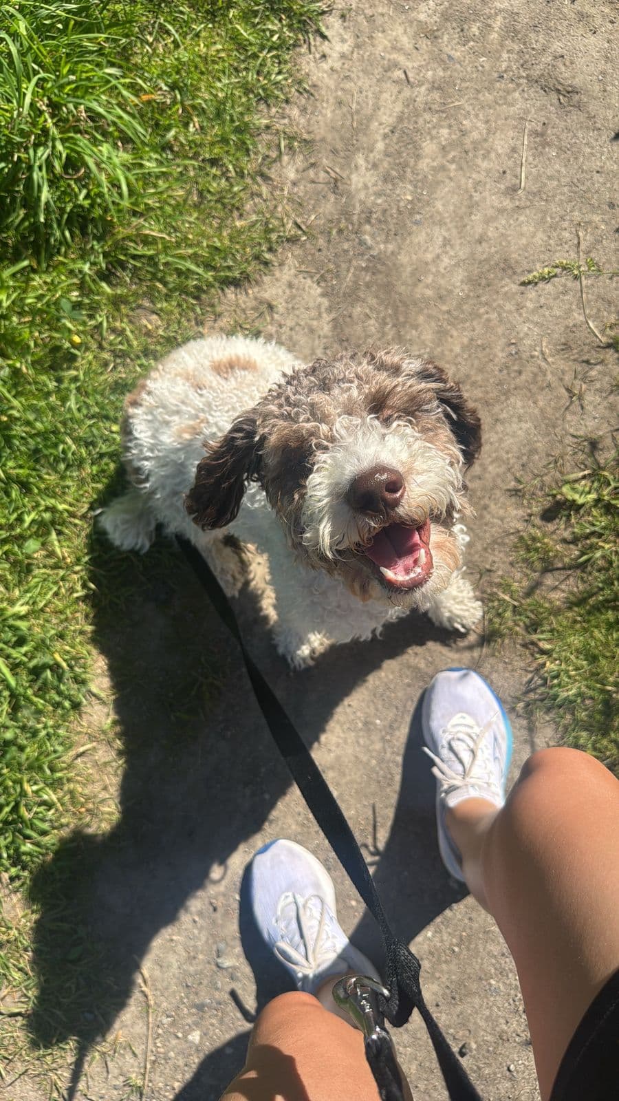 Aktiv og sosial Lagotto Romagnolo søker nytt hjem 🐾 1 år gammel unghund