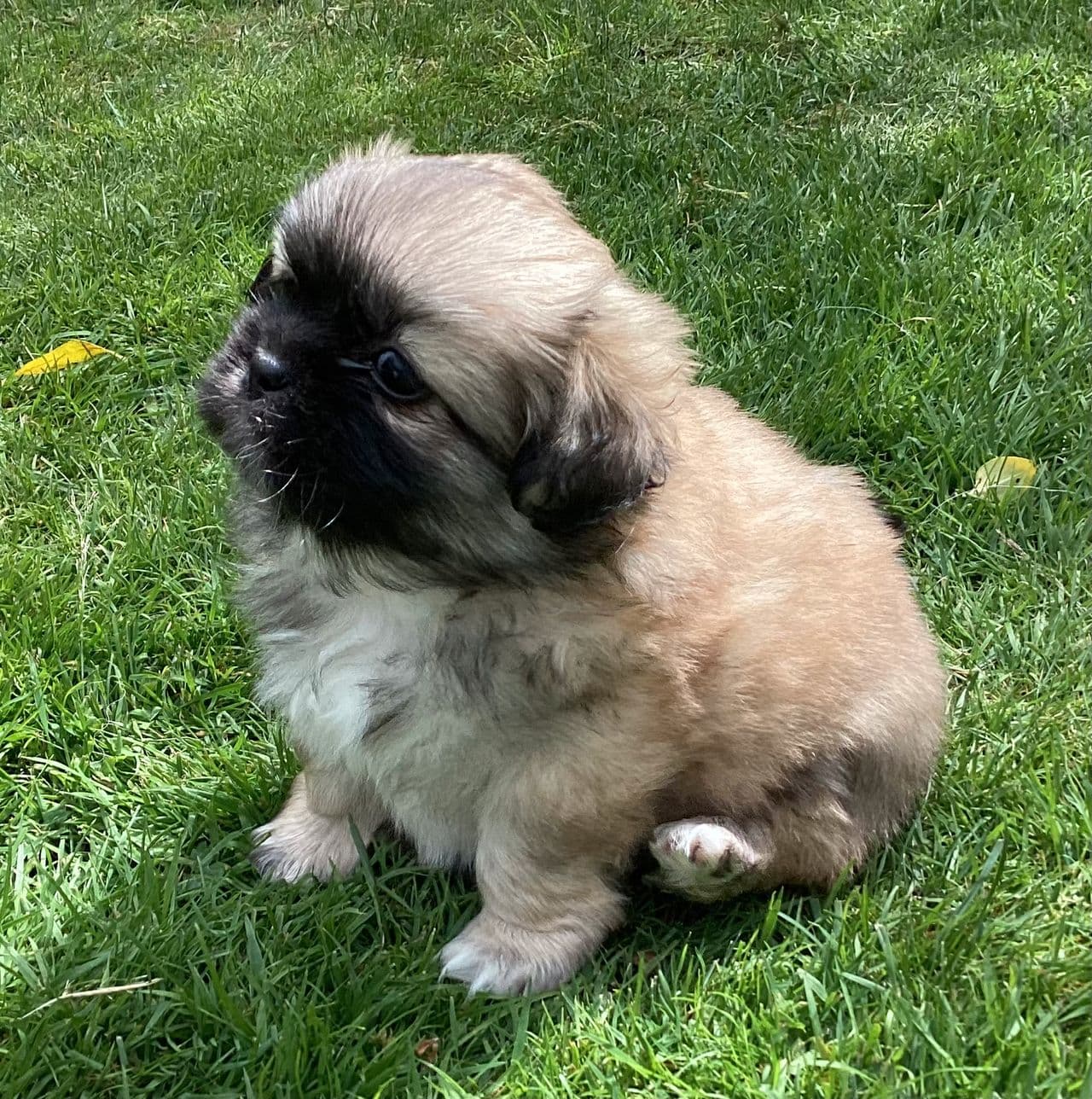 Tibetansk spaniel