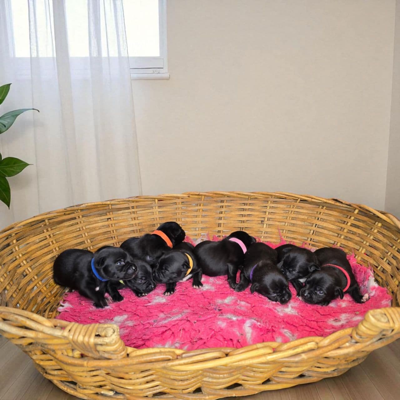 Staffordshire bull terrier forventer valper