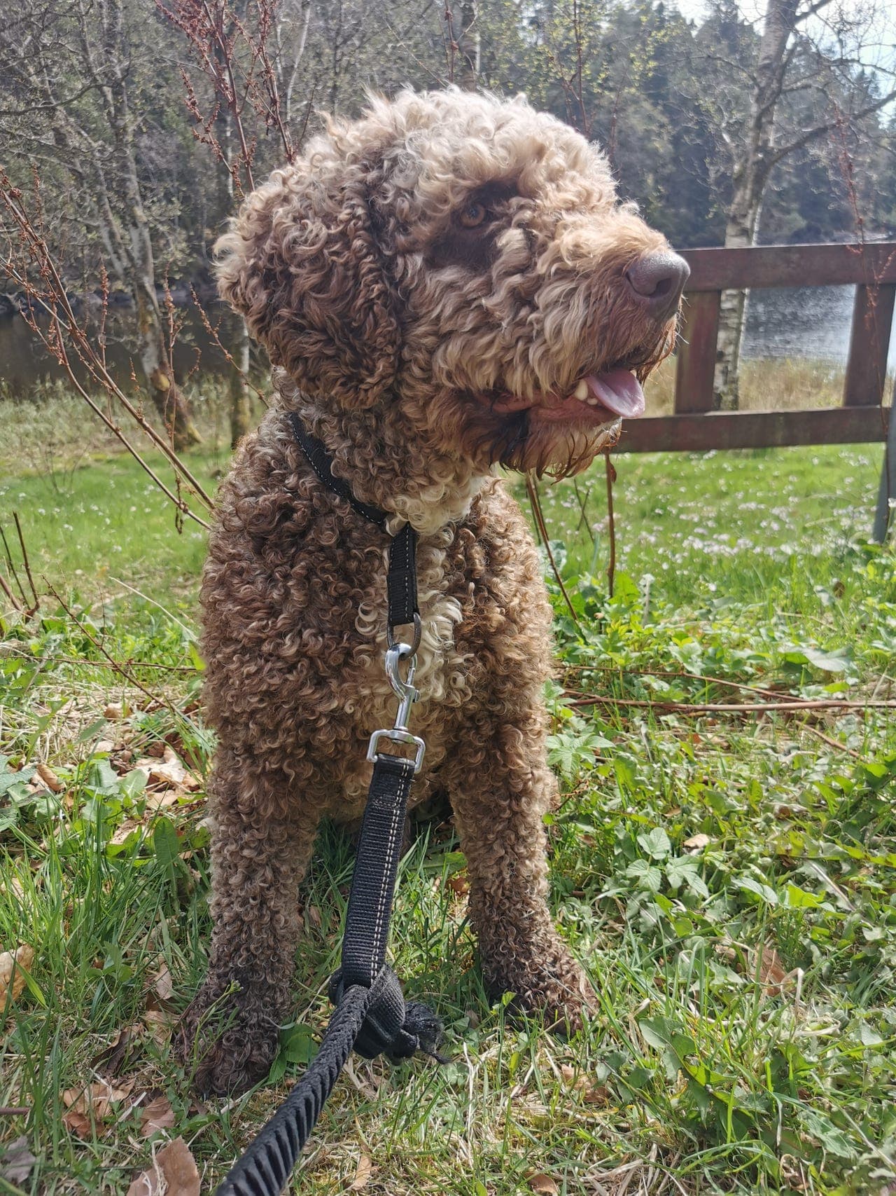 Spansk vannhund hann søker forvert