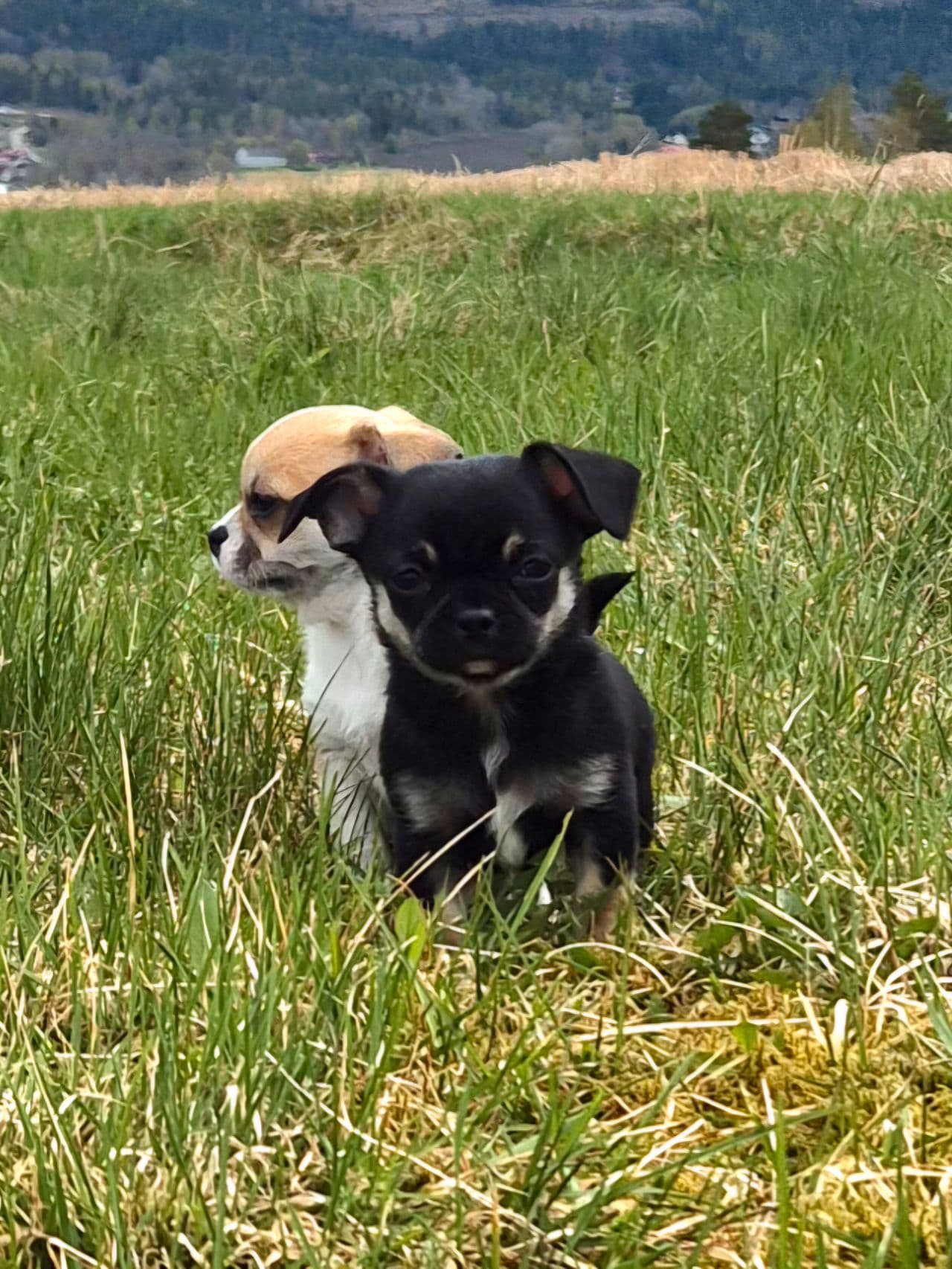 Nydelig chihuahua Tispe med Stamtavle
