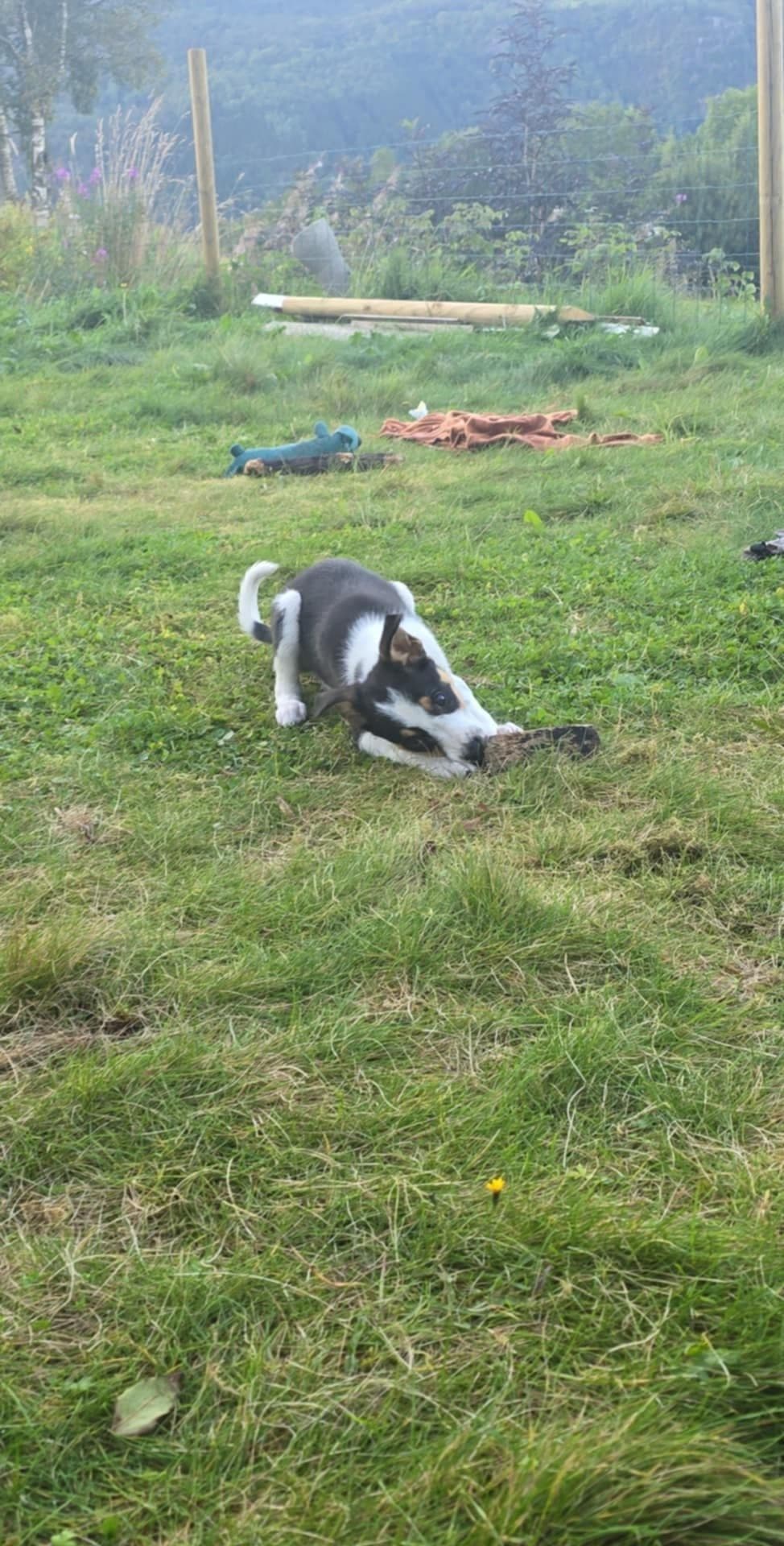 Ledig border collie tispe etter gjeterlinjer