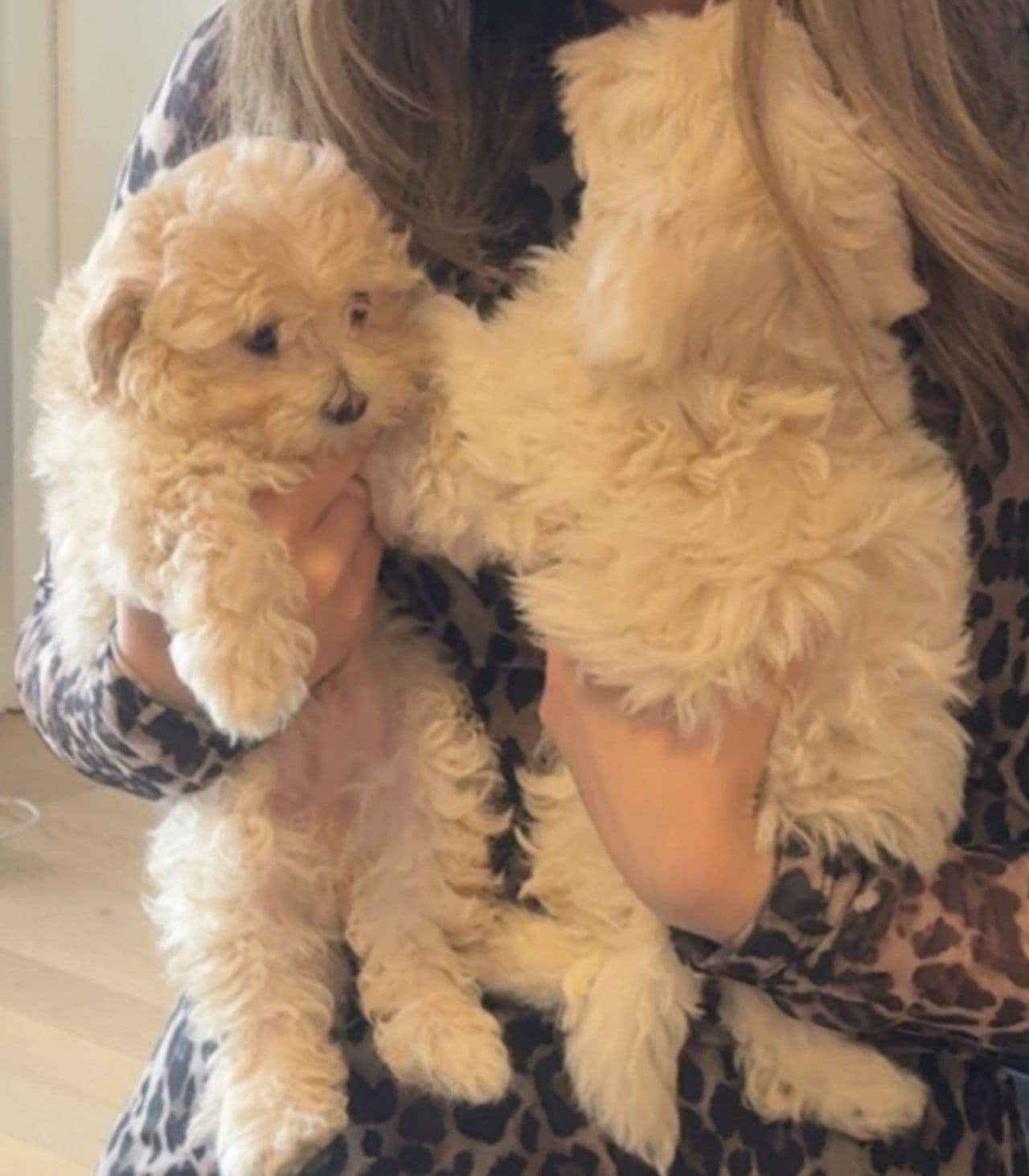 Bichon Frise