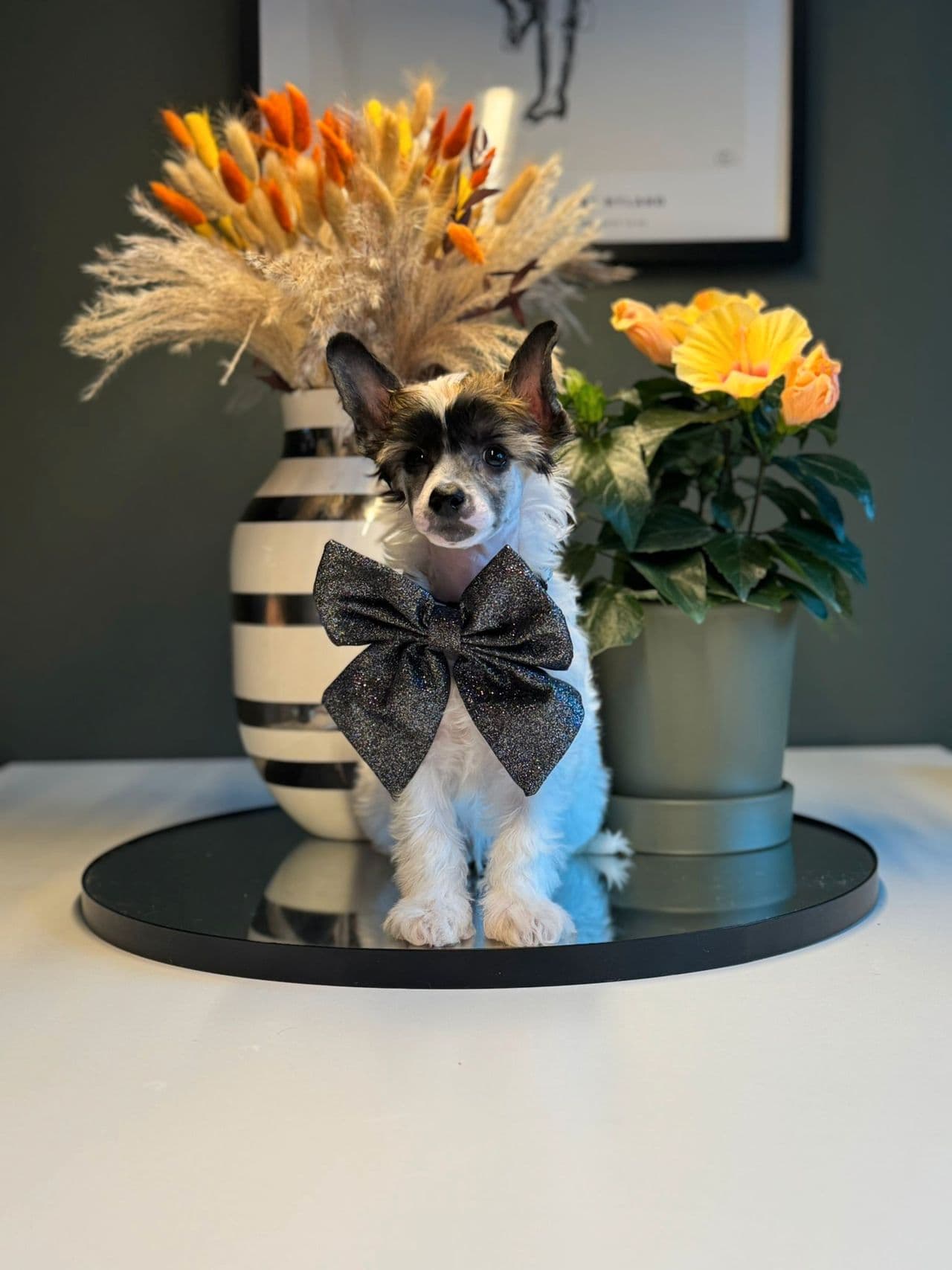 Chinese crested powder puff - Gutt 🩵