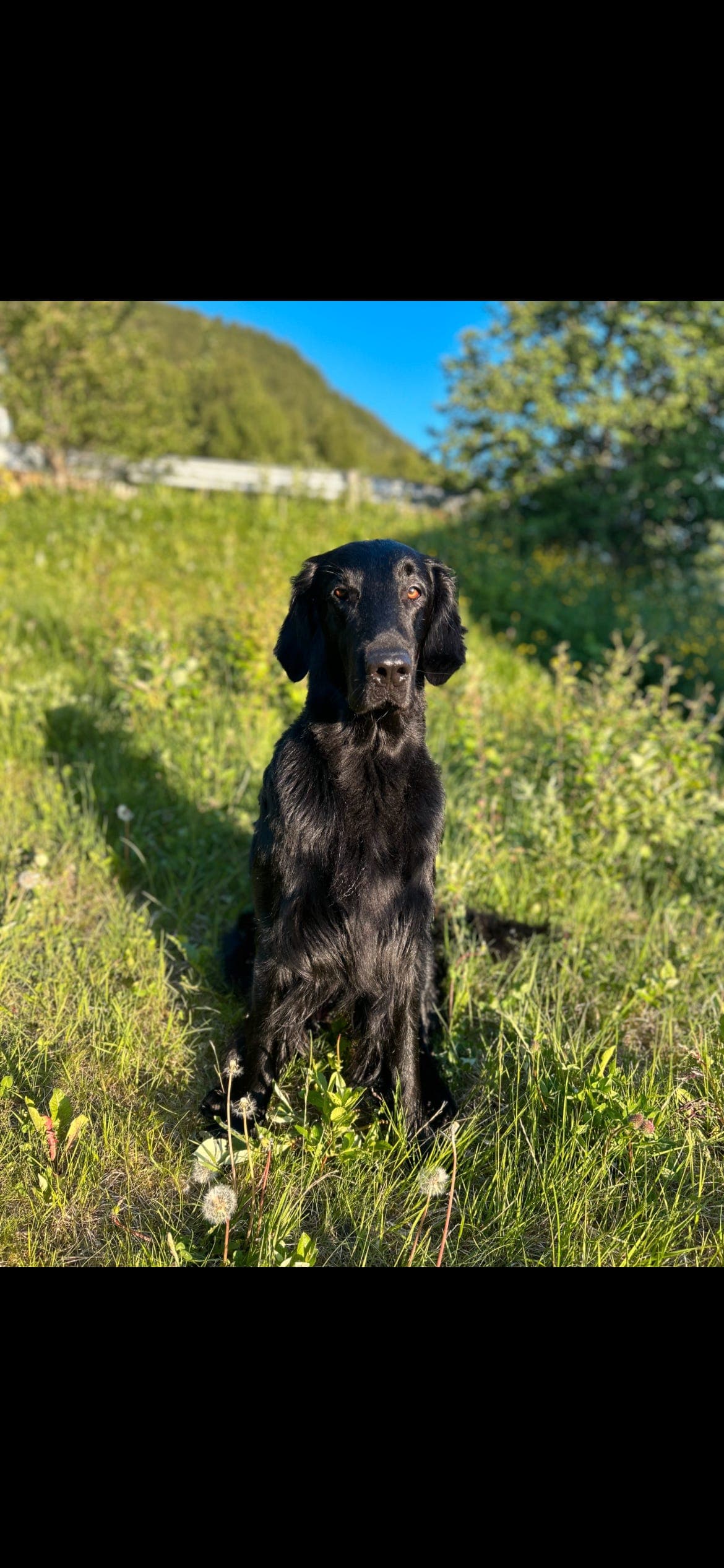 Flatcoated retriever, gutt 3 år