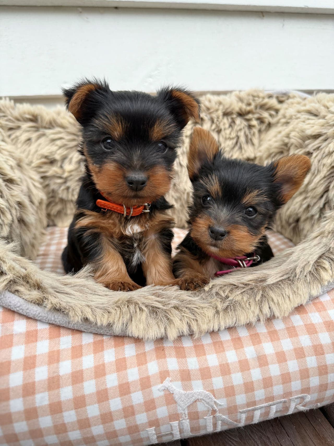 Silky terrier tispe selges - Leveringsklar 20.juli