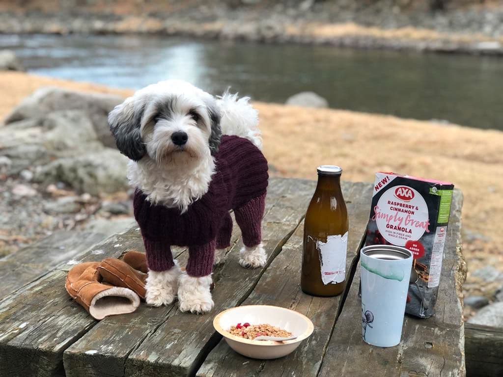 Herlige Bichon Havanais valper