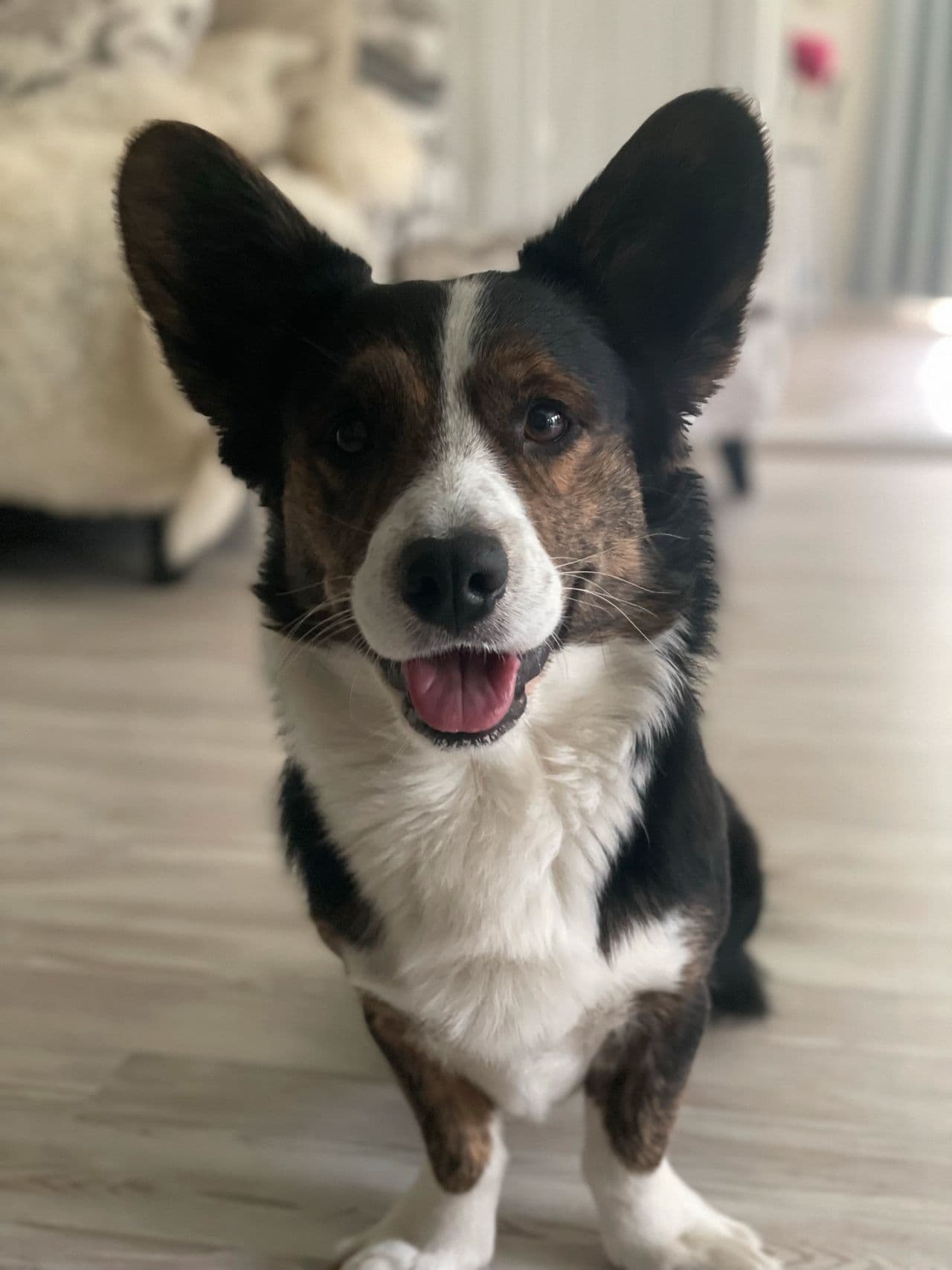 Welsh Corgi Cardigan