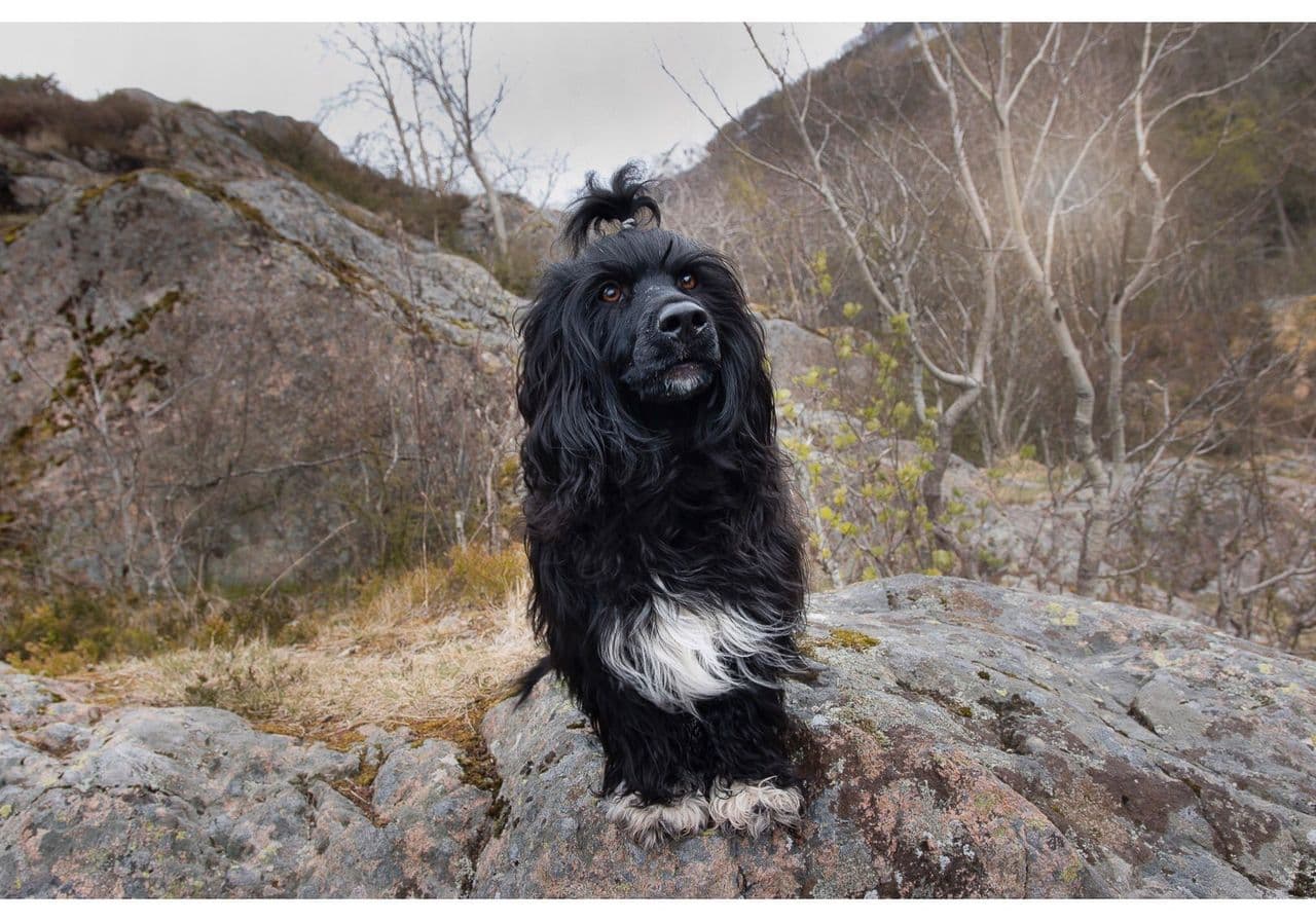 Portugisisk Vannhund valper leveringsklare 22. november