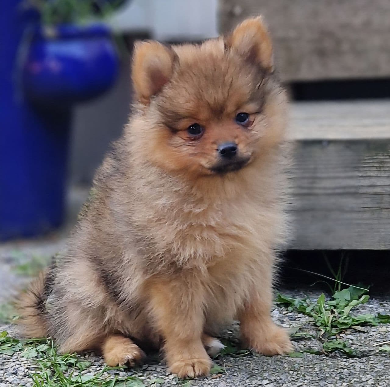 NKK reg. Pomeranian gutt💙