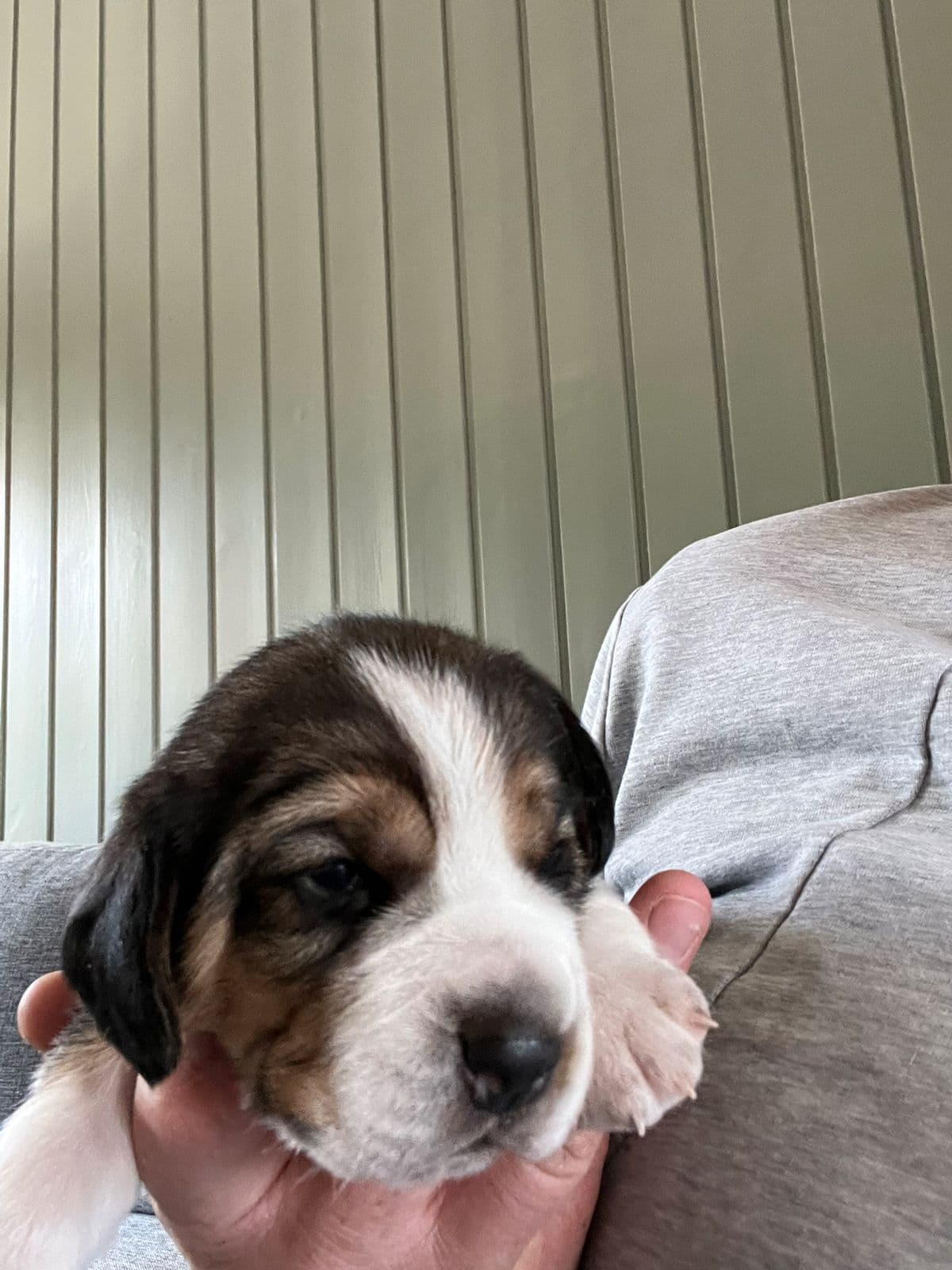 Beagle hannvalp selges