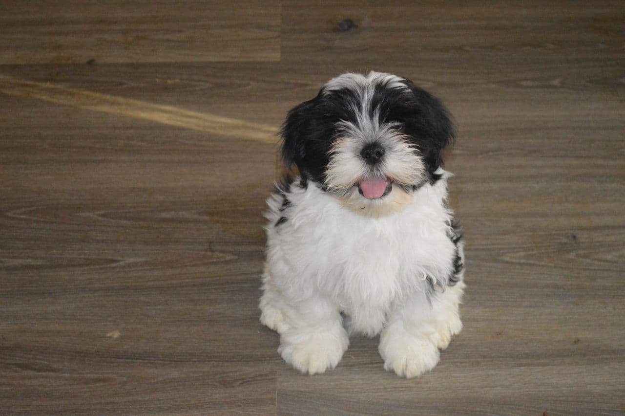 LHASA APSO VALPER TIL SALGS.