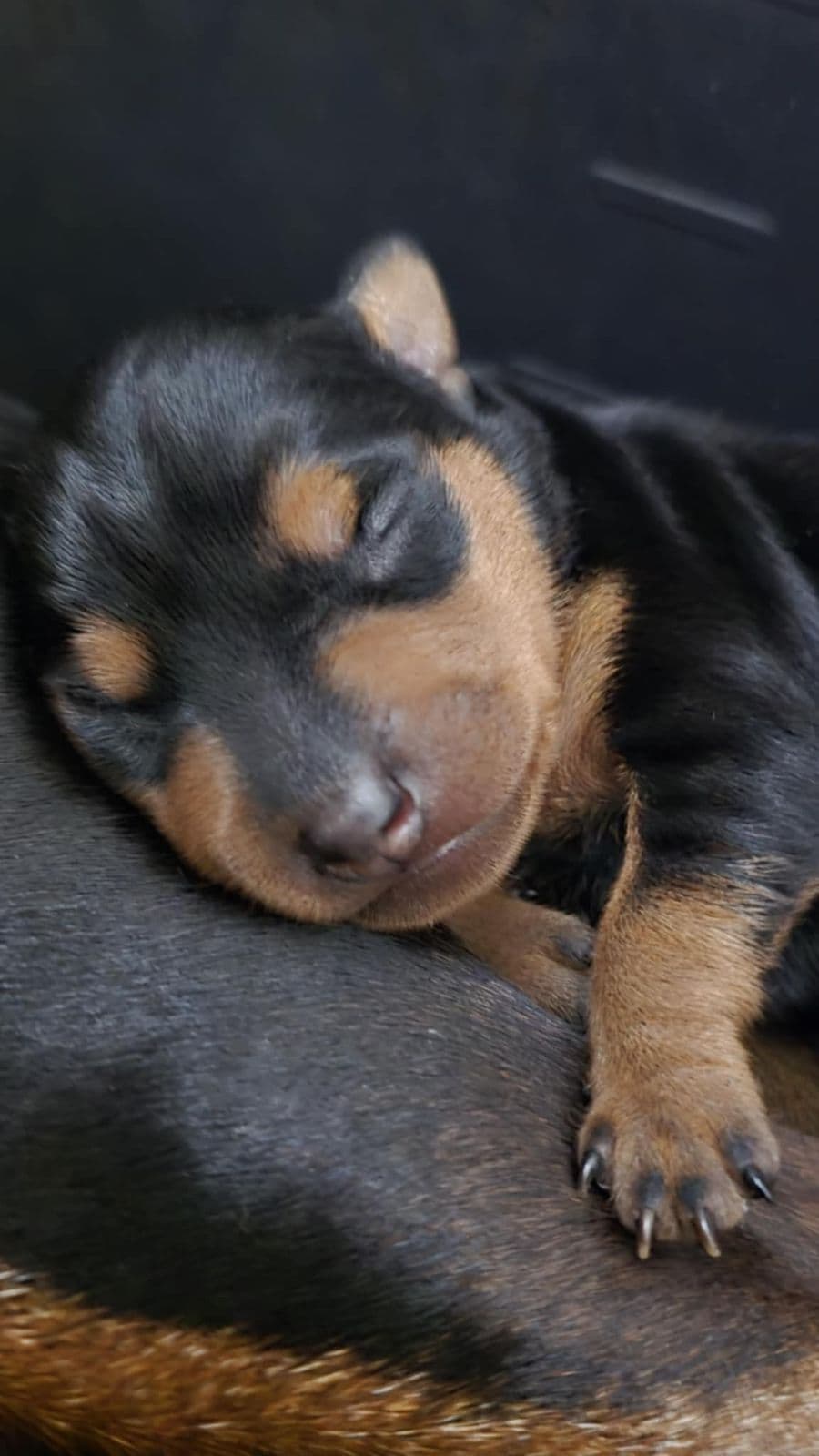 Nydelige dvergpinscher valper