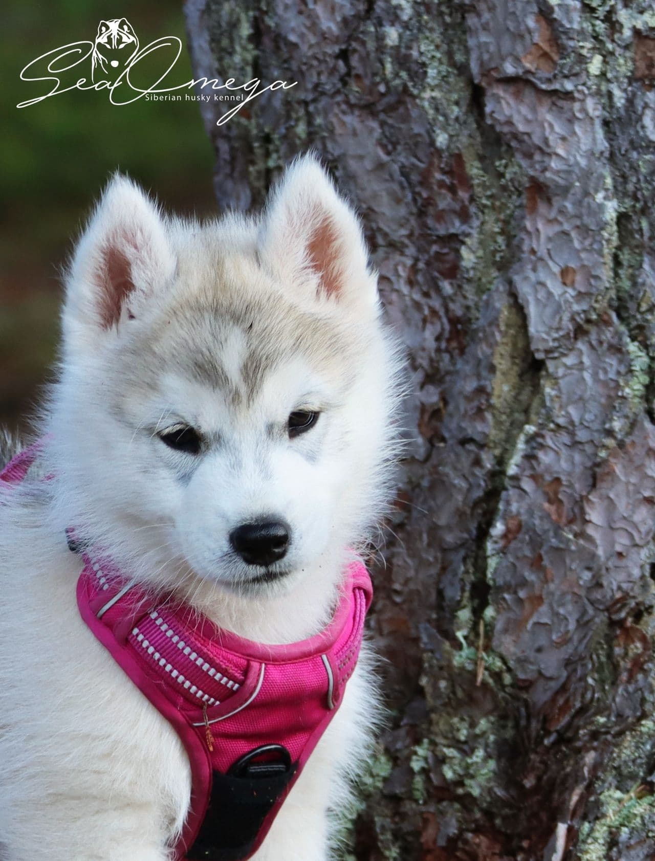 Siberian husky valp