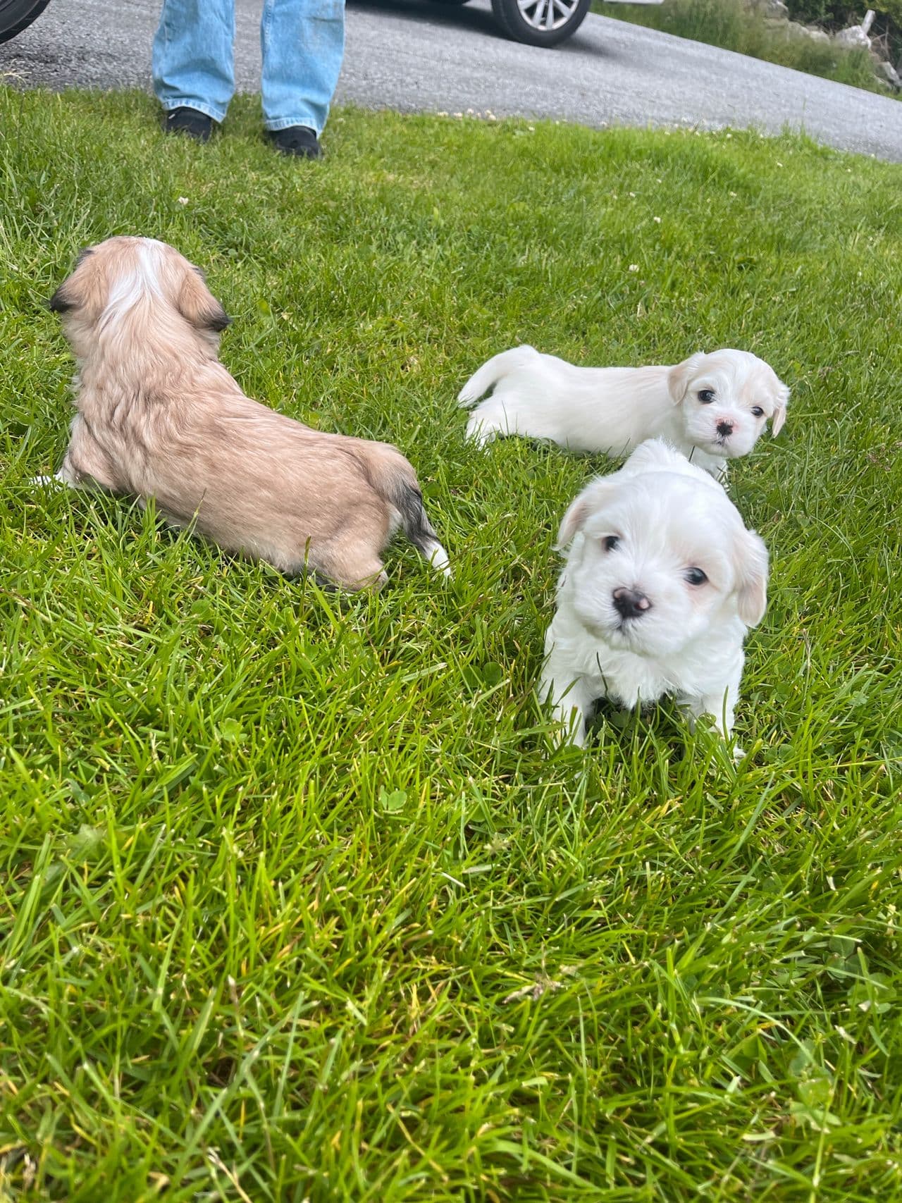 Nydelige Bichon Havanais valper - leveringsklare 4. juli