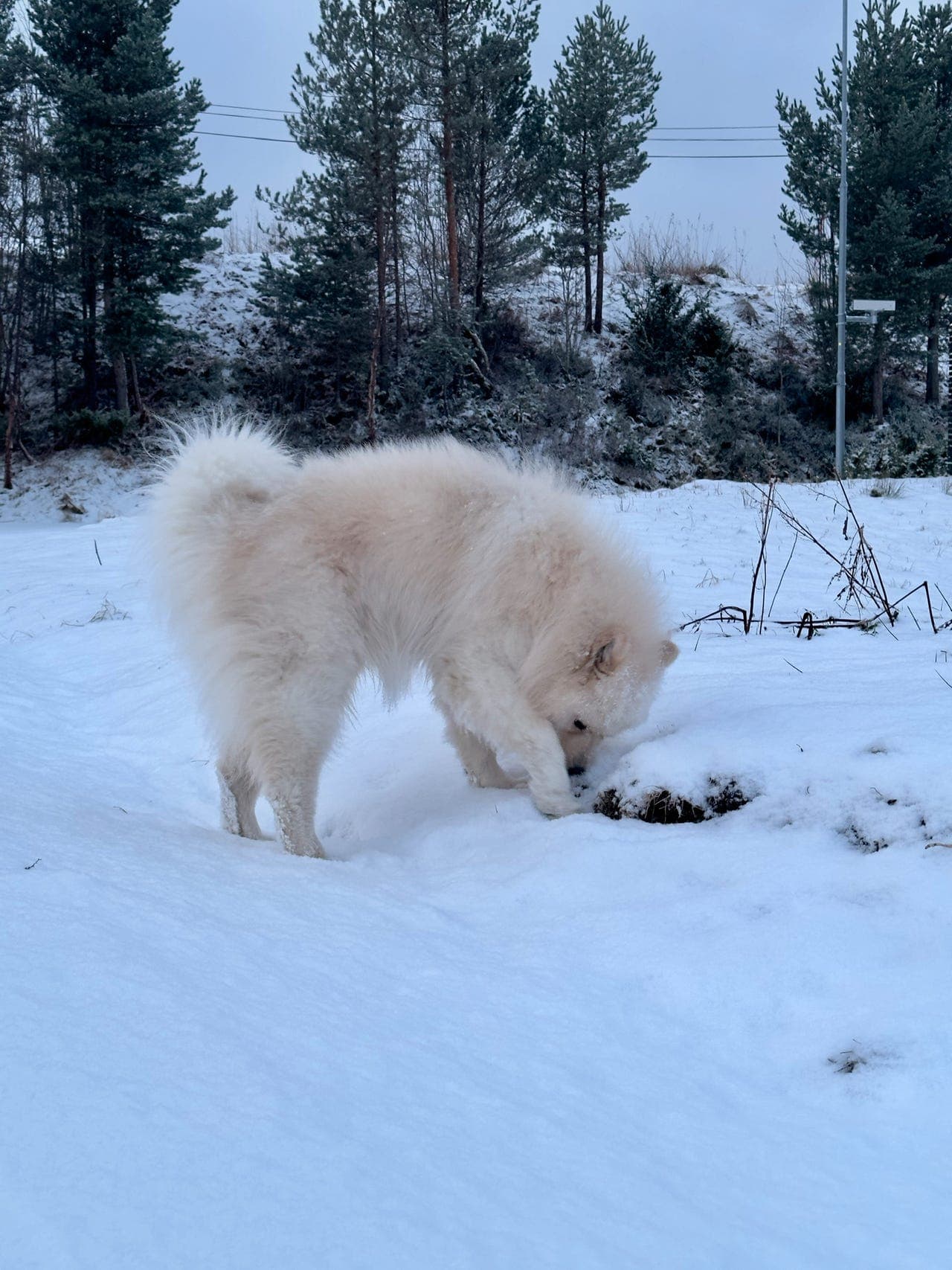5 år gammel samojed søker nytt hjem
