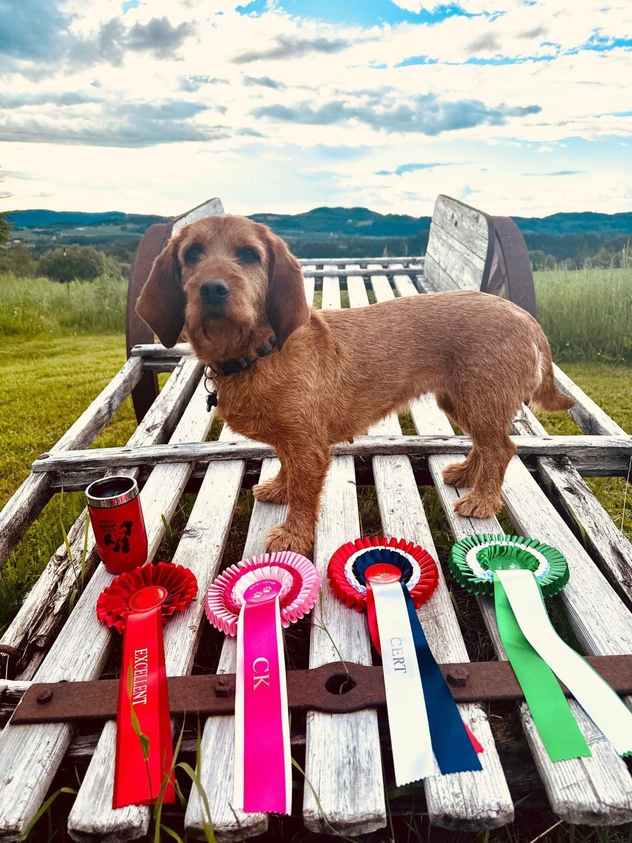 På utkikk etter et nytt familiemedlem / jaktkompis?.🐾