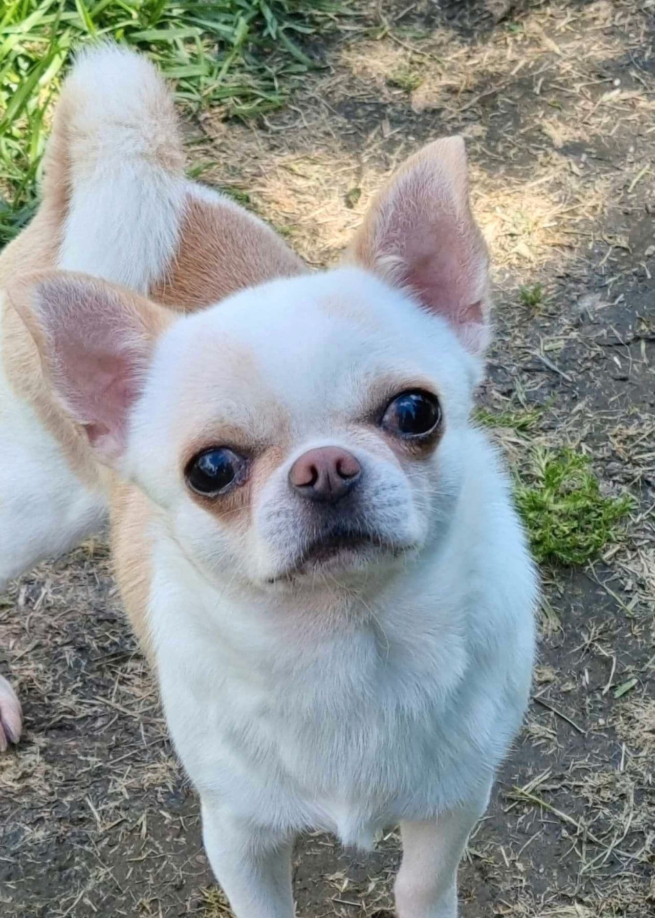 Voksen korthåret chihuahua hannhund for salg