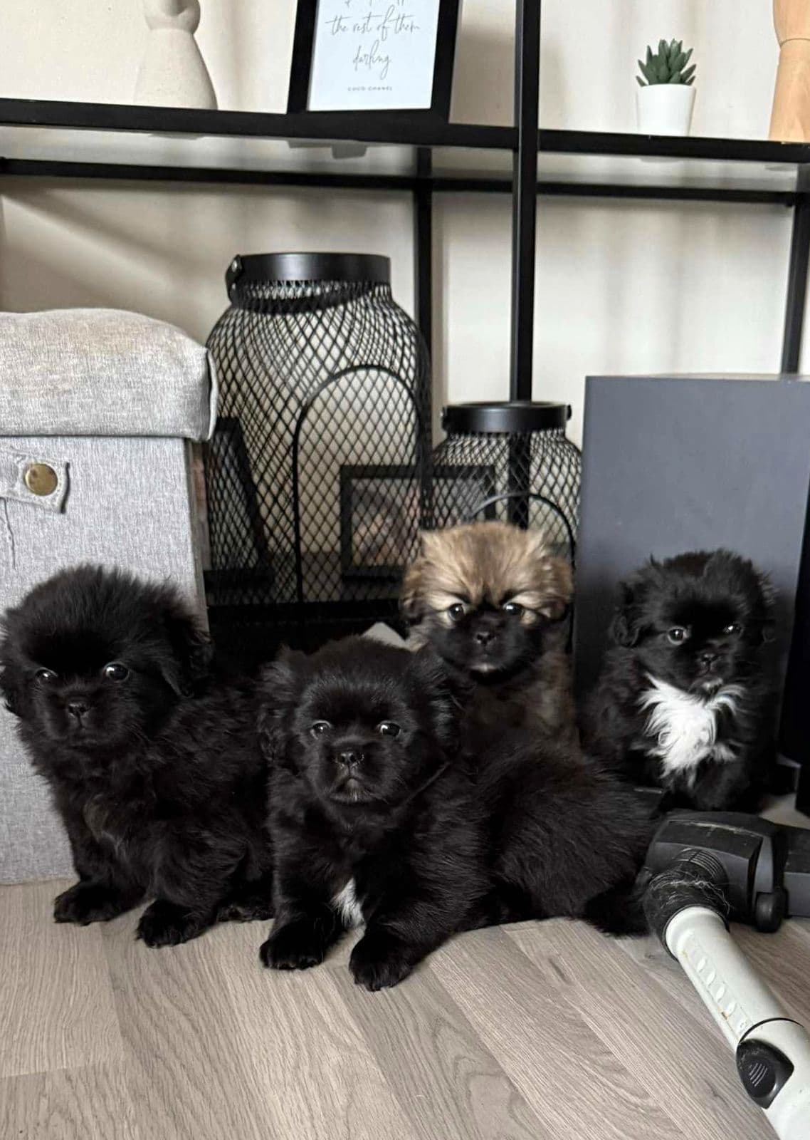 Tibetansk spaniel valper.