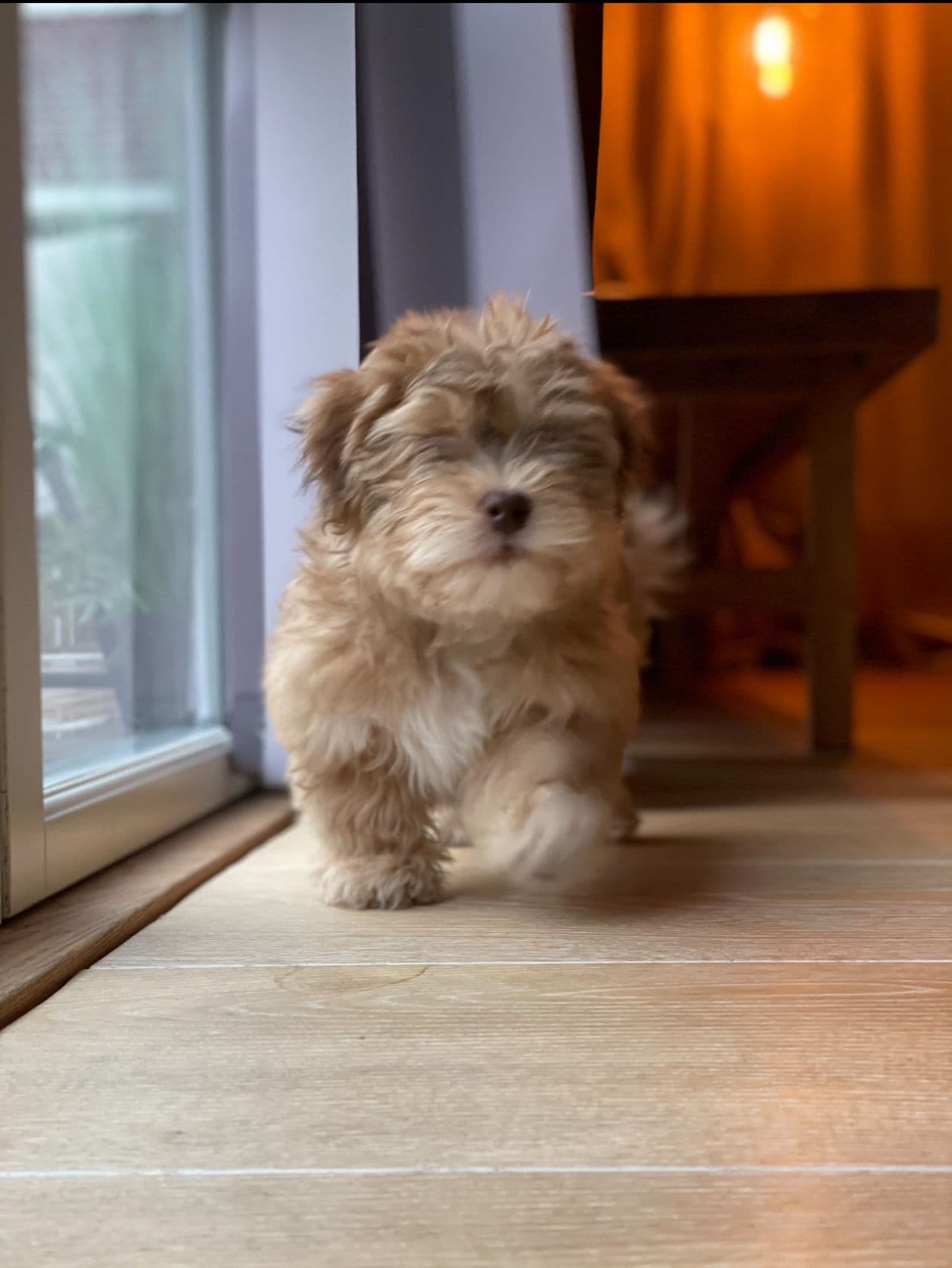 Vi venter nydelige, renraset Bichon Havanais-valper
