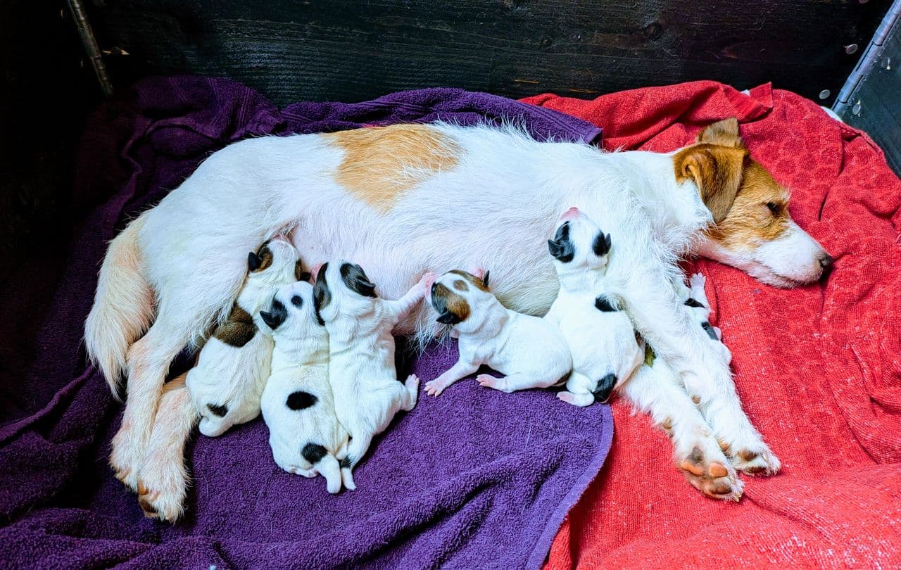 Jack Russell Terrier valper