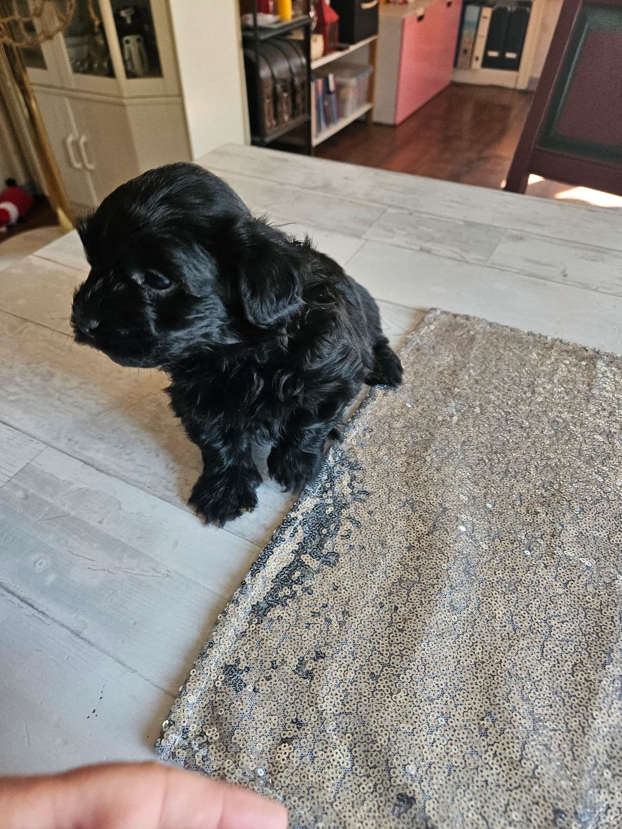 Renraset Bichon Havanais valper reg i nkk