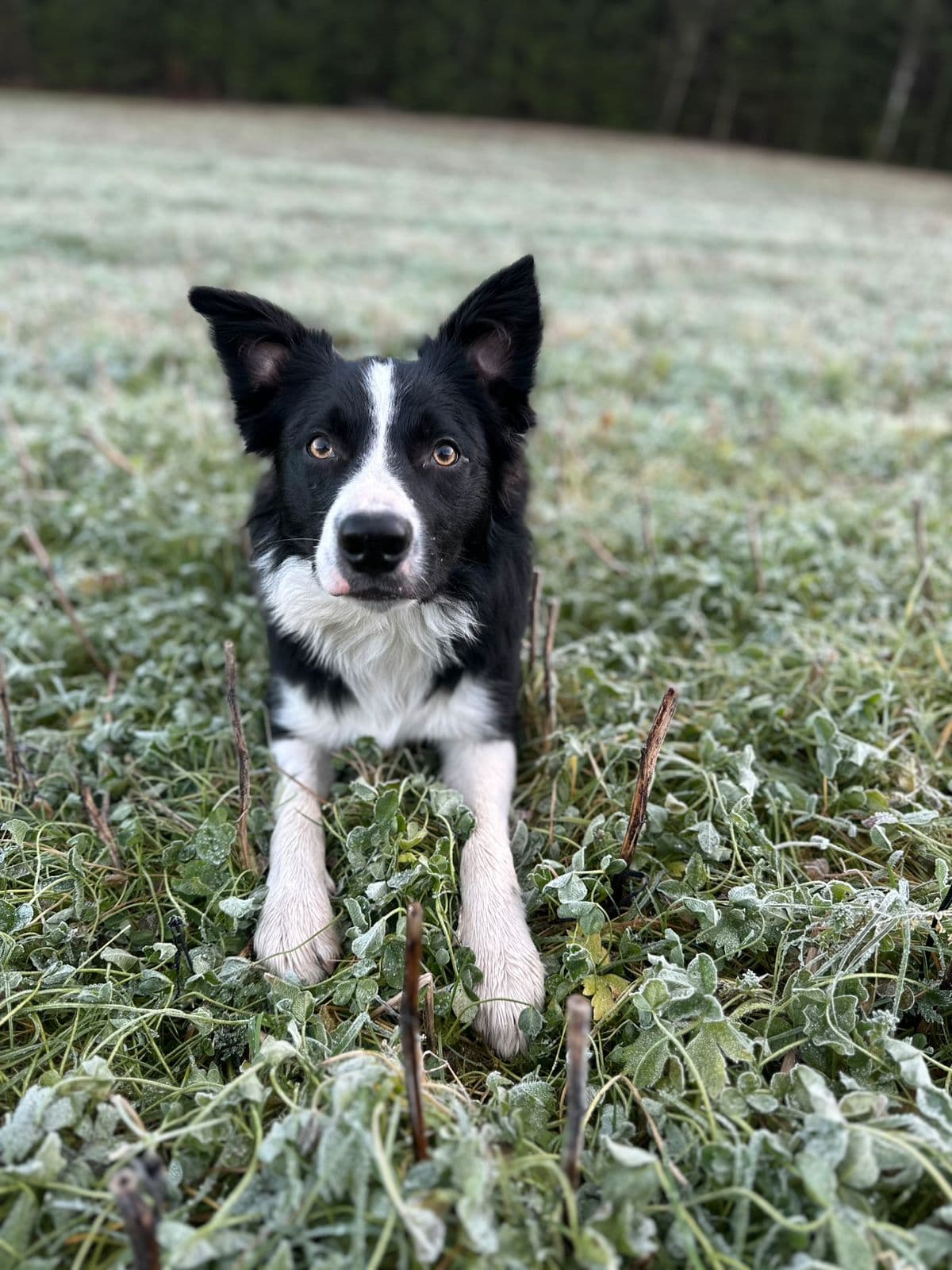 Border collie omplasseres