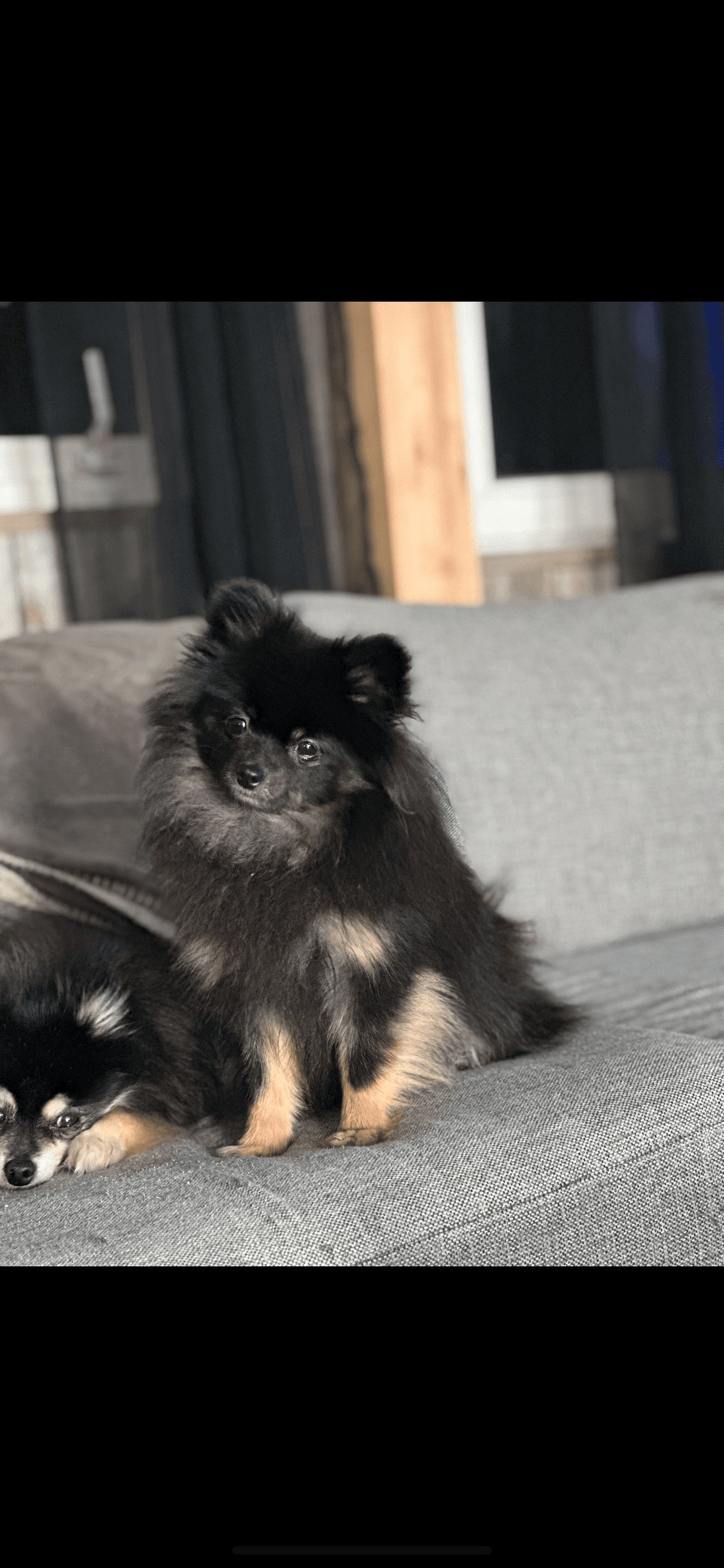 Pomeranian valp selges