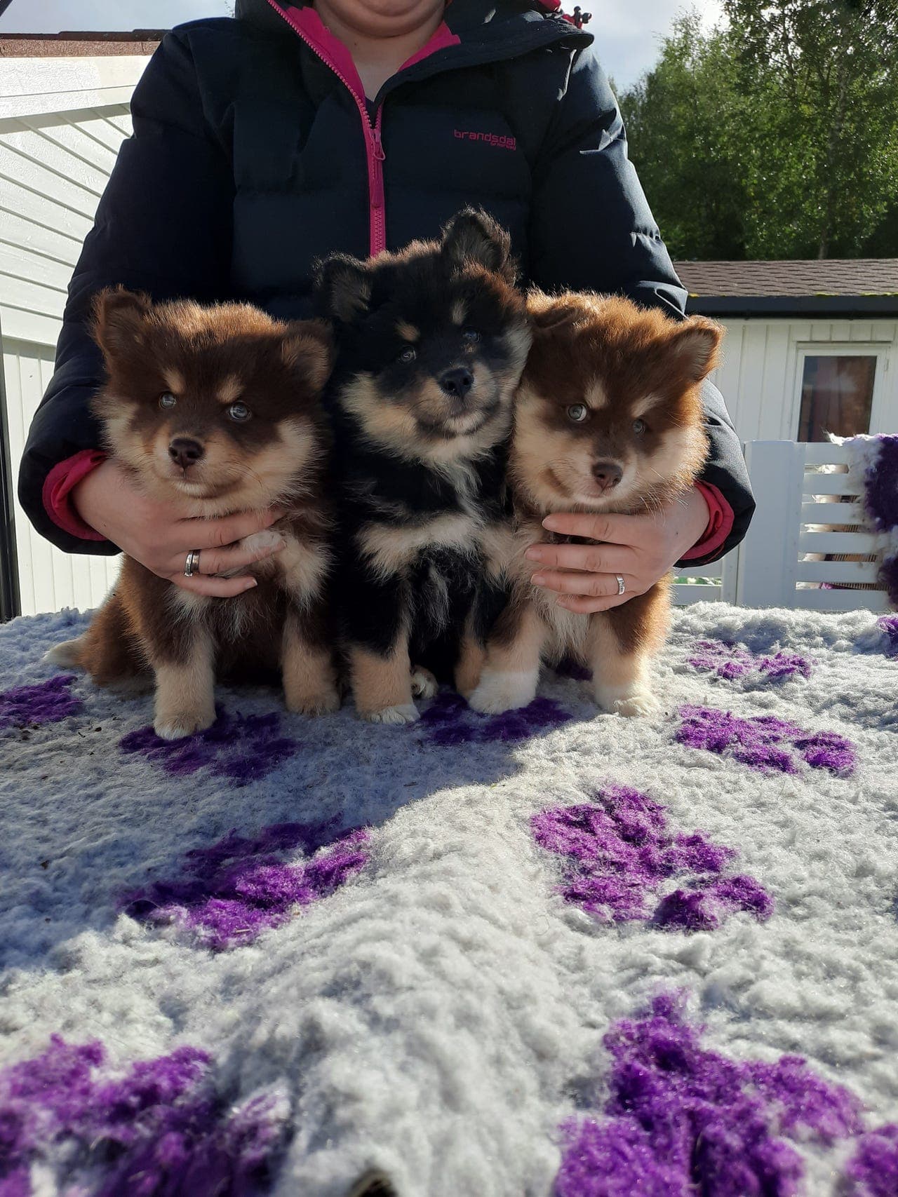 Forvert søkes til Finsk Lapphund tispe og hanvalp