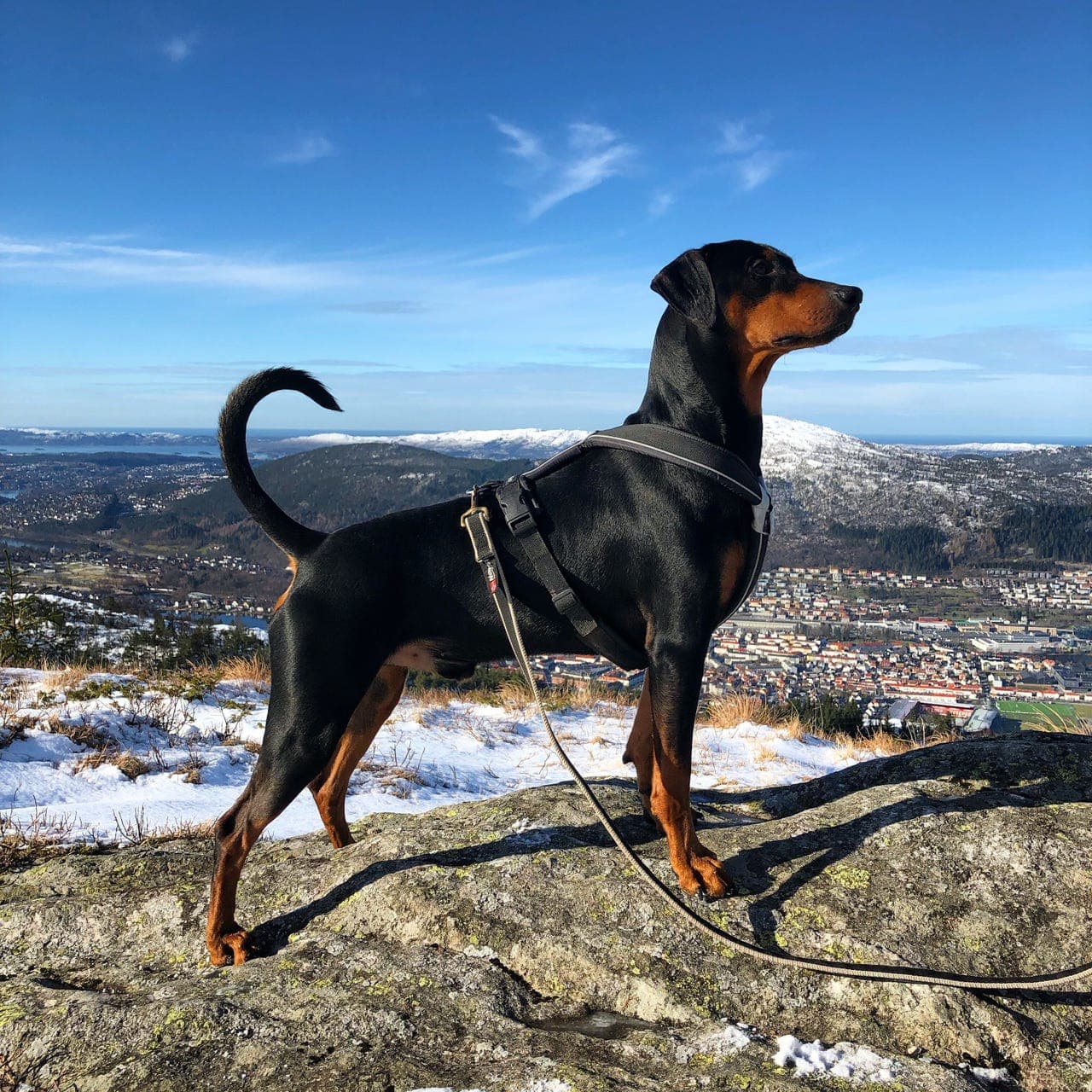 Omplassering av Pinscher vurderes