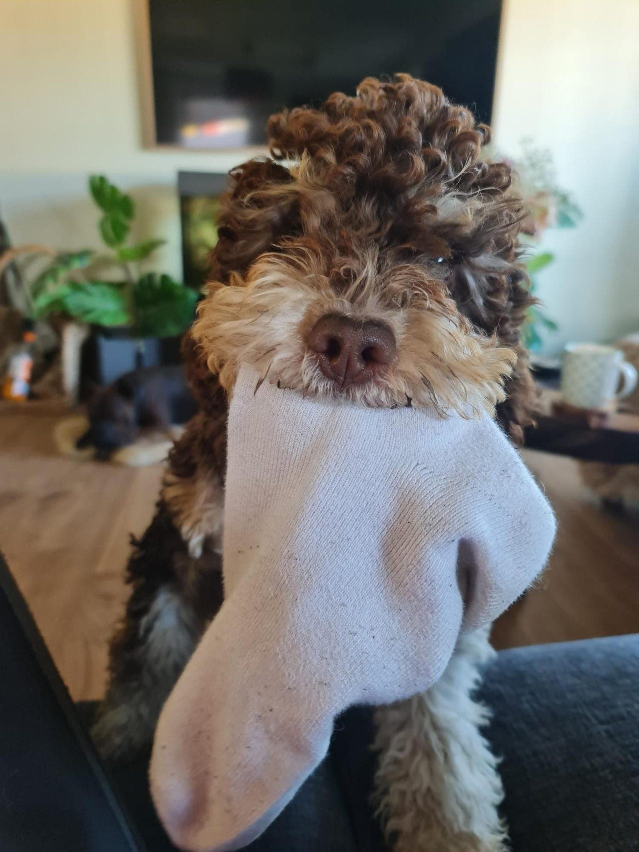 Lagotto valp