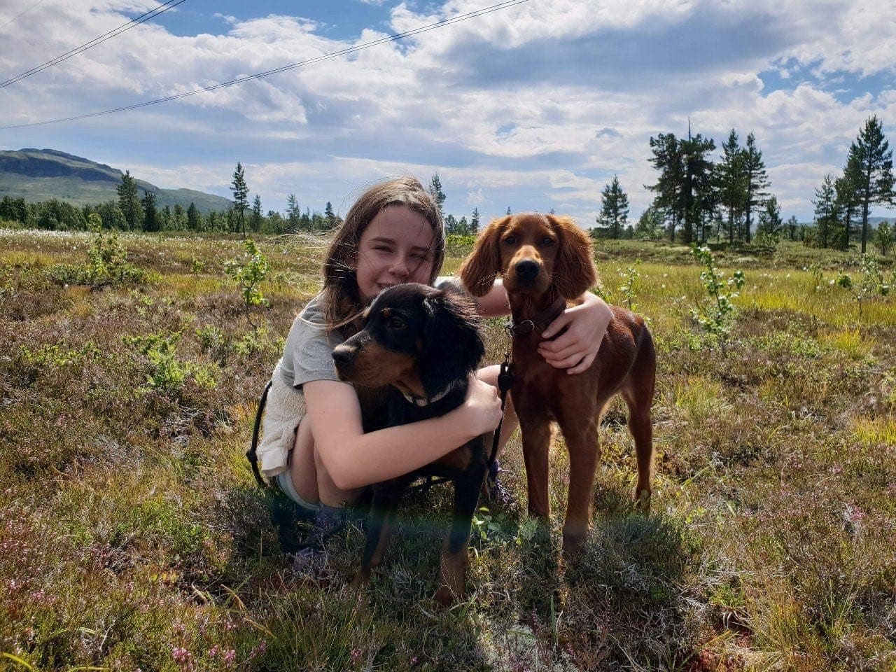 Irsk setter valper leveringsklare til Påske
