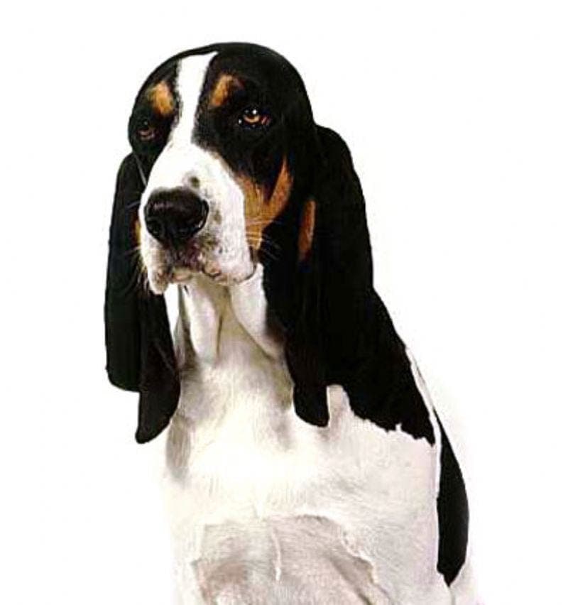 liten Bernerstøver.Valp til salgs:1hann for salg,1hann reservert