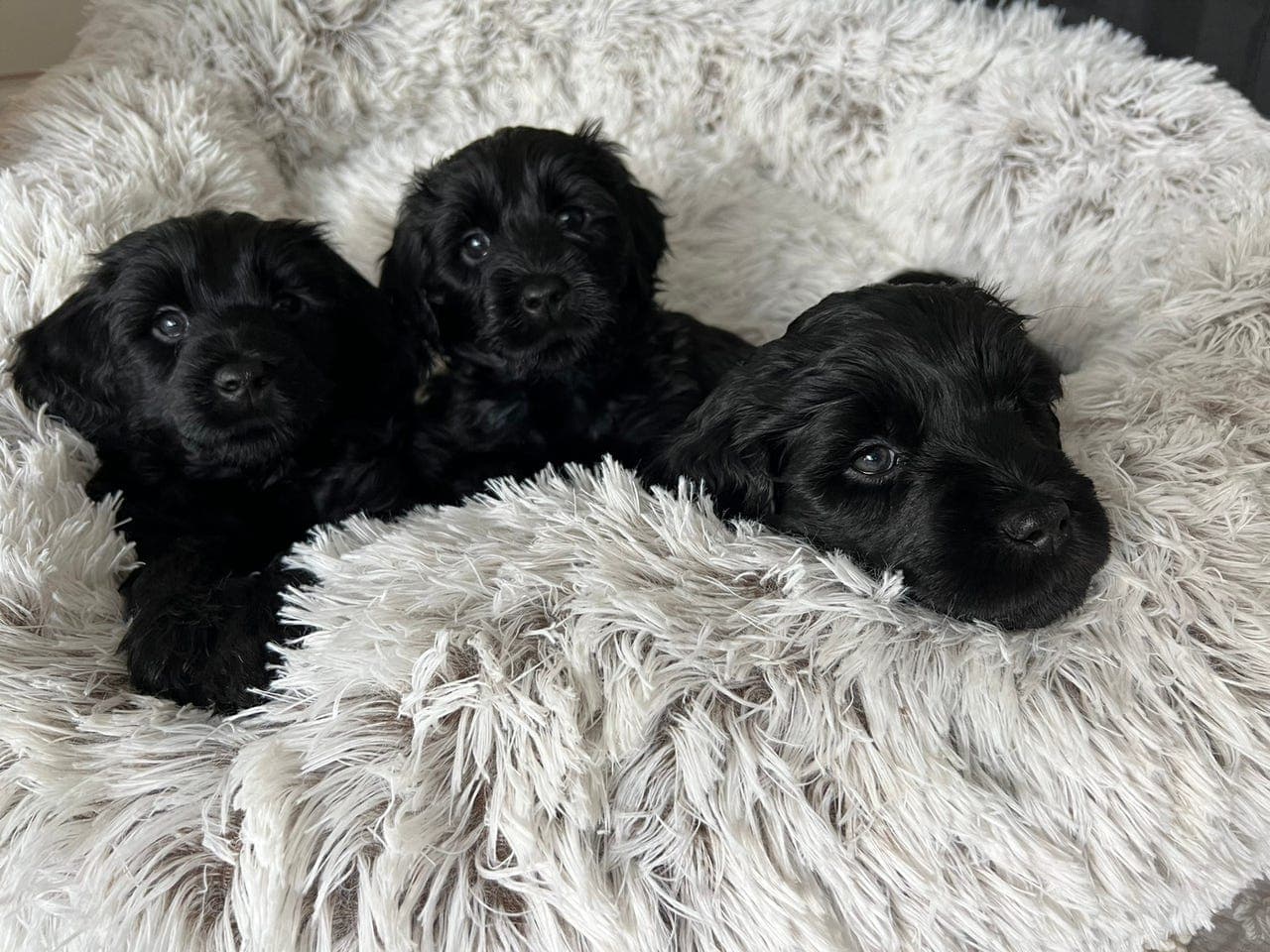 Portugisisk vannhundvalp ledig