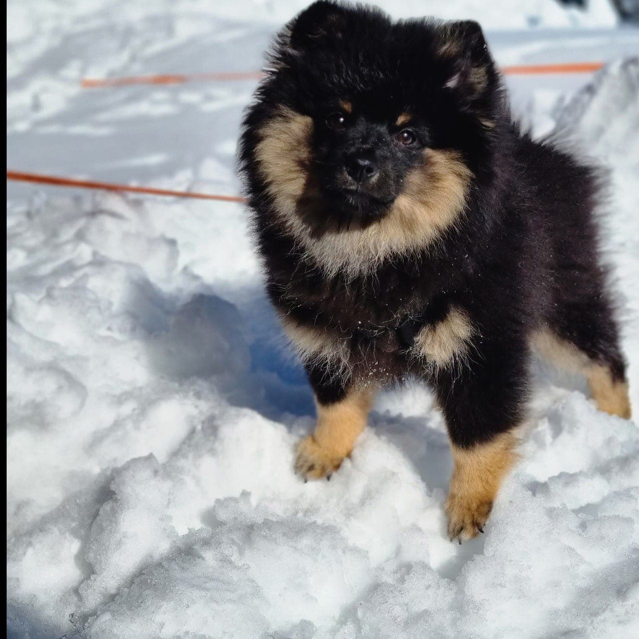 Fórvert/deleie til Mittelspitz søkes