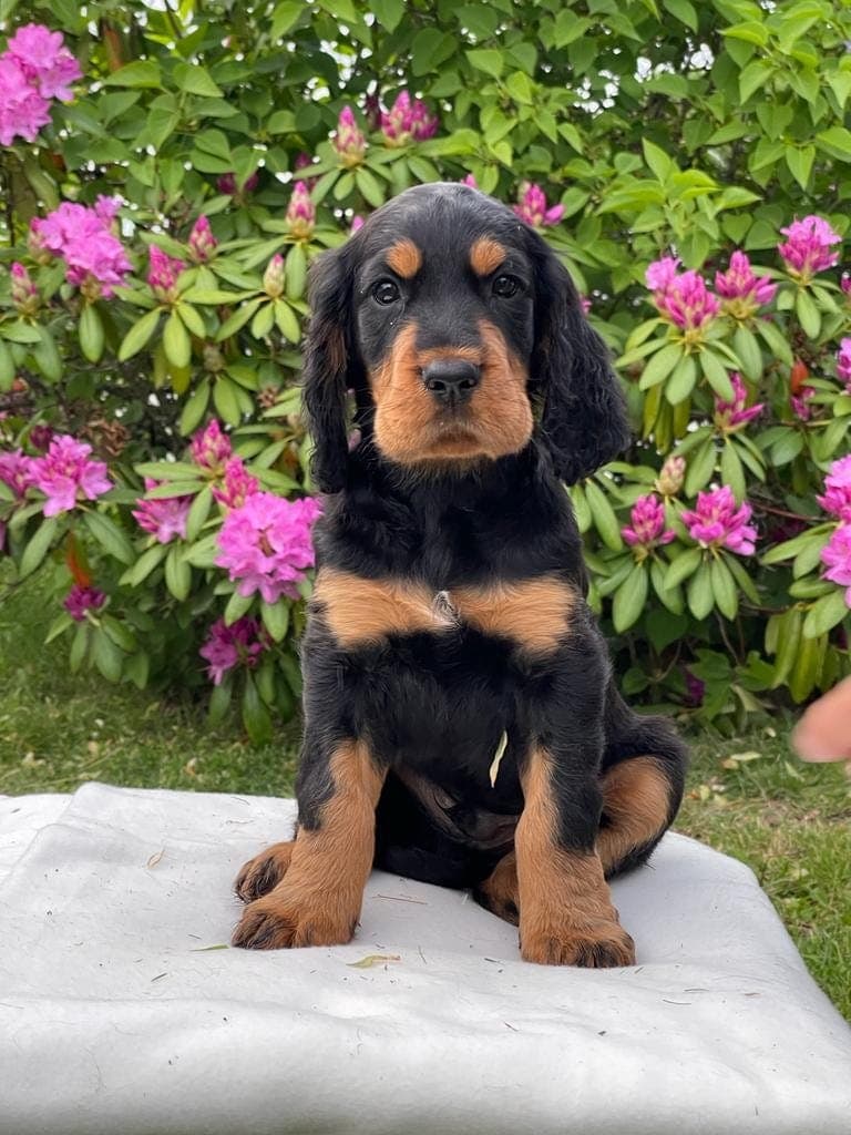 Gordon setter valp - Unik genetisk linje - leveringsklar!