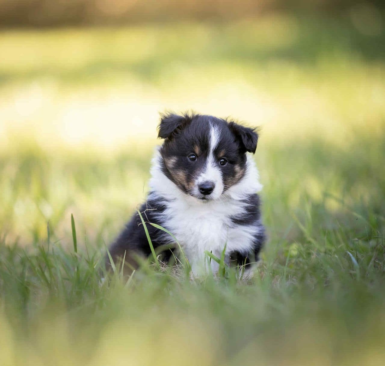 Shetland sheepdog valper