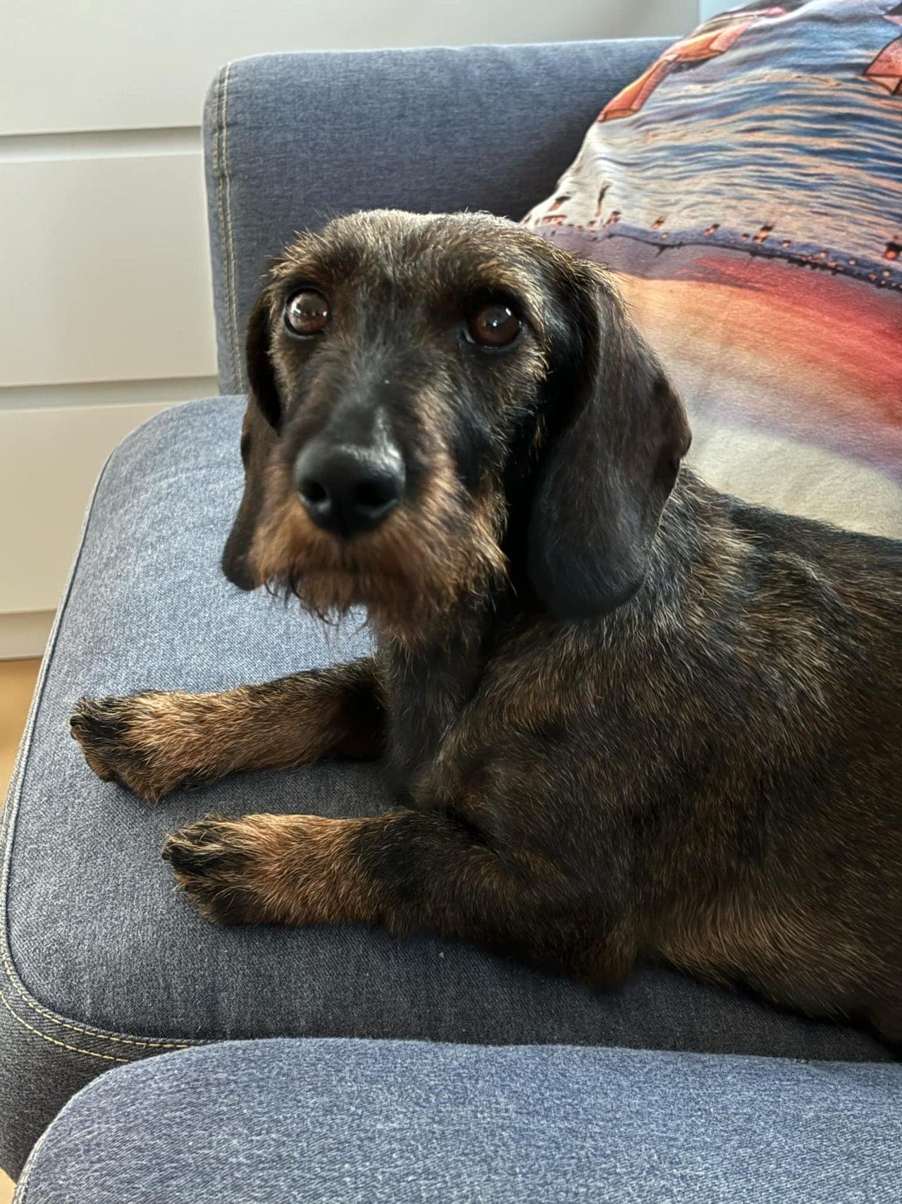 Dachs valper strihår drevlinjer