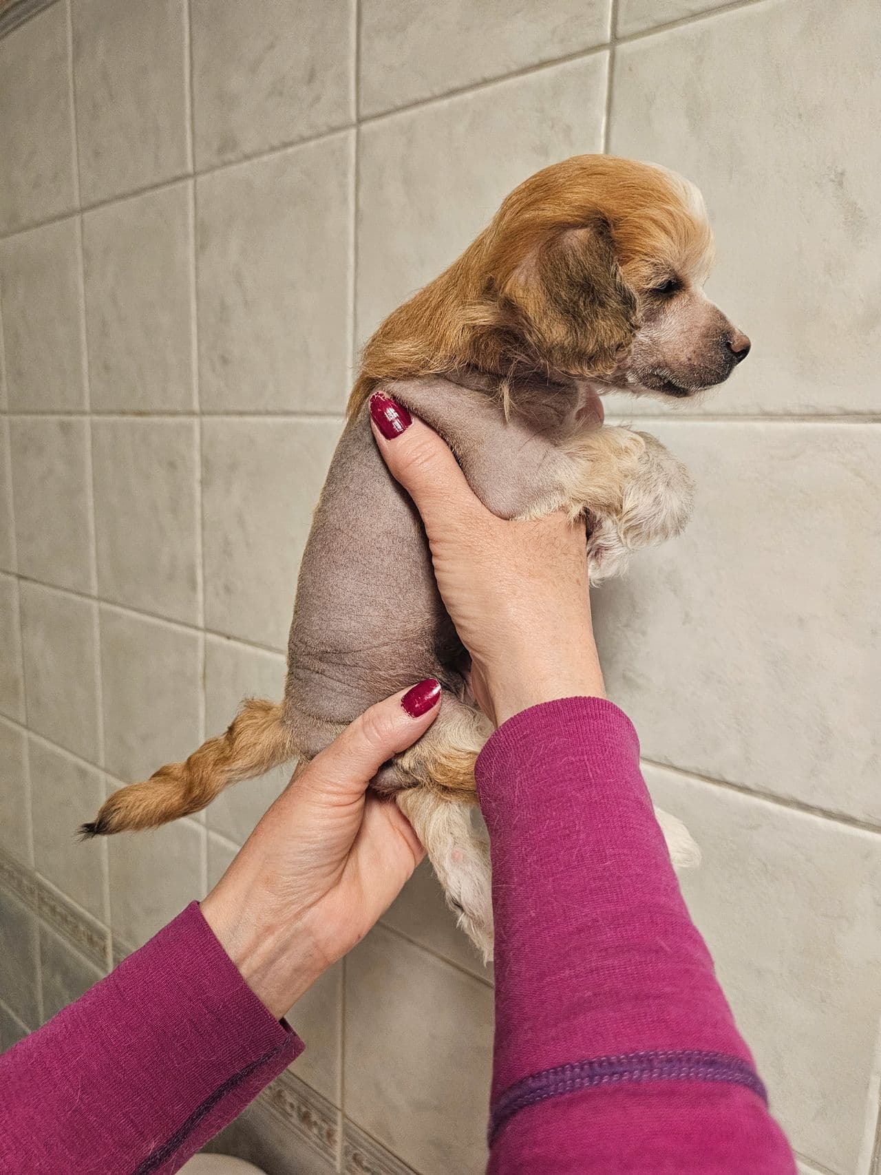Chinese crested