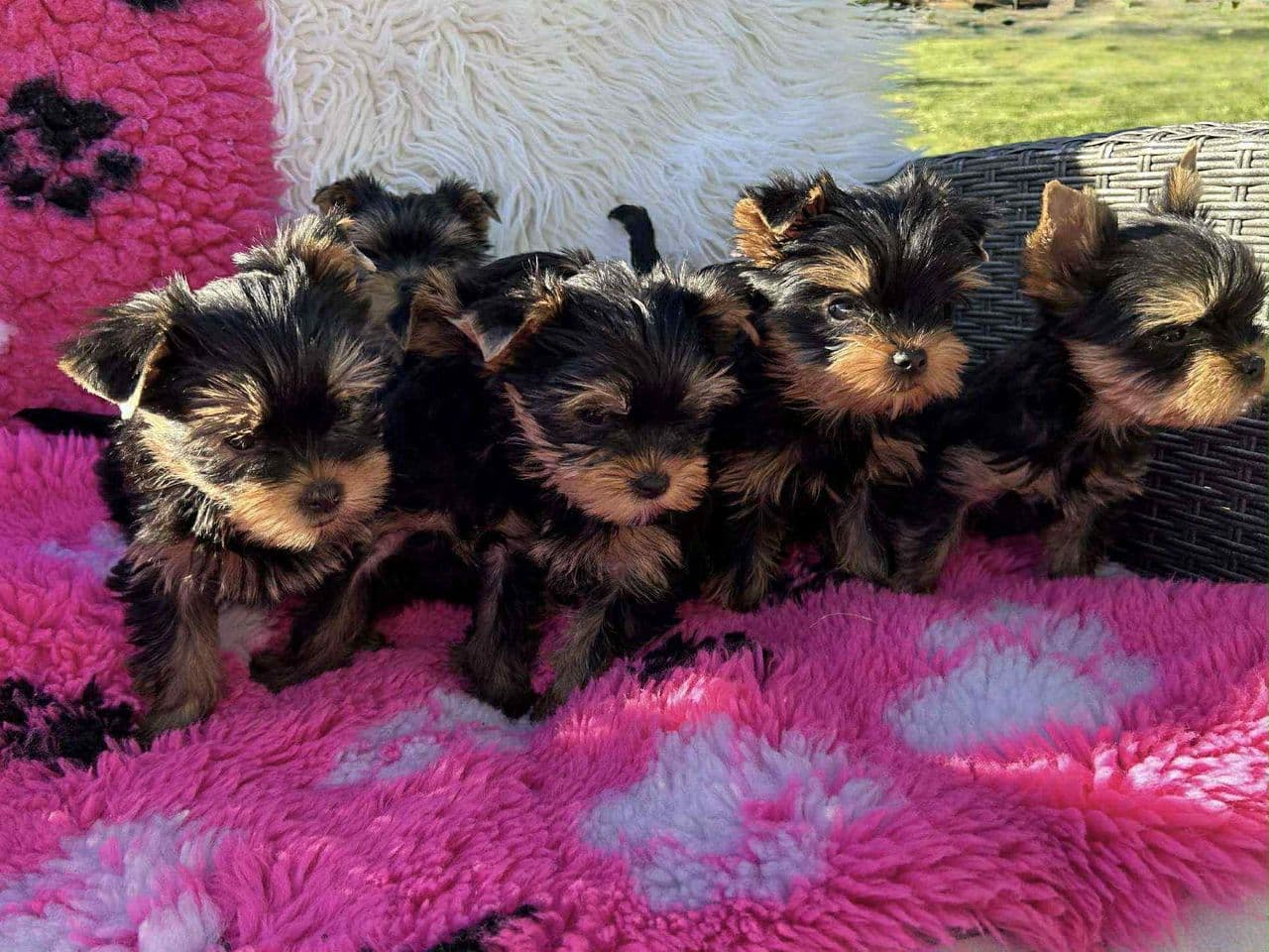 Selger 6 små søte troller Yorkshire Terrier